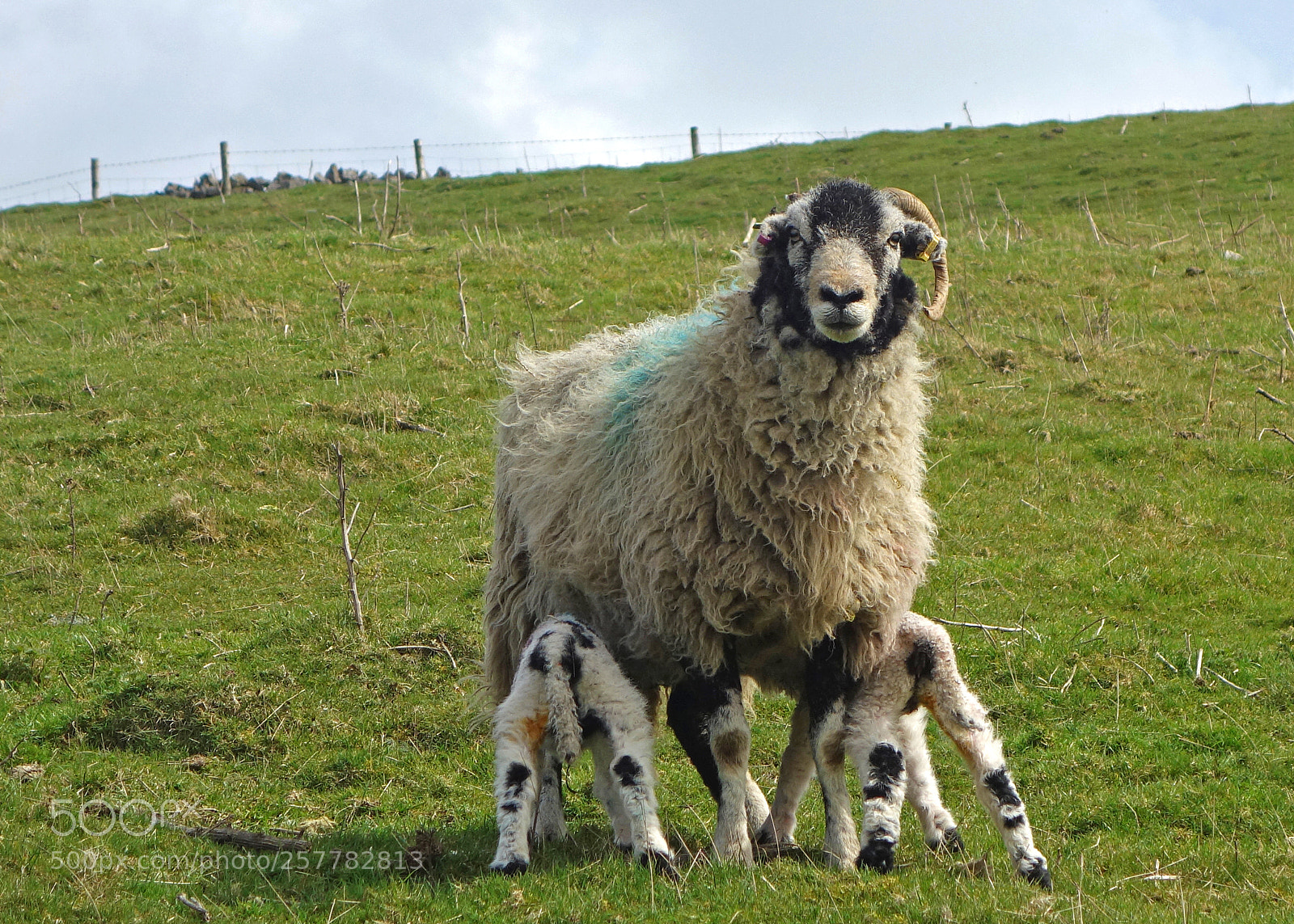 Sony Cyber-shot DSC-RX100 sample photo. A ewe and it's photography