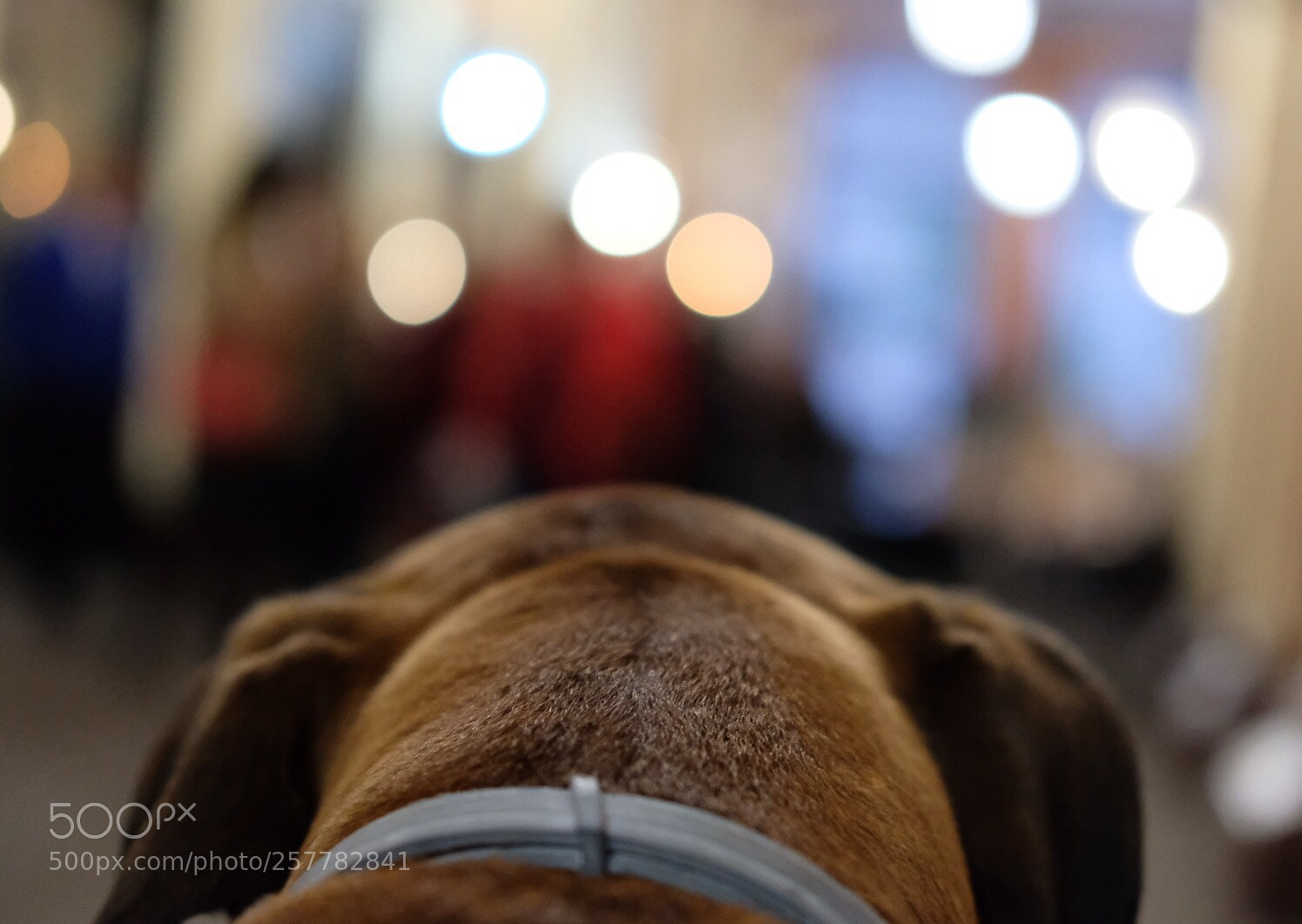 Fujifilm X-T20 sample photo. Django, always attentive to photography