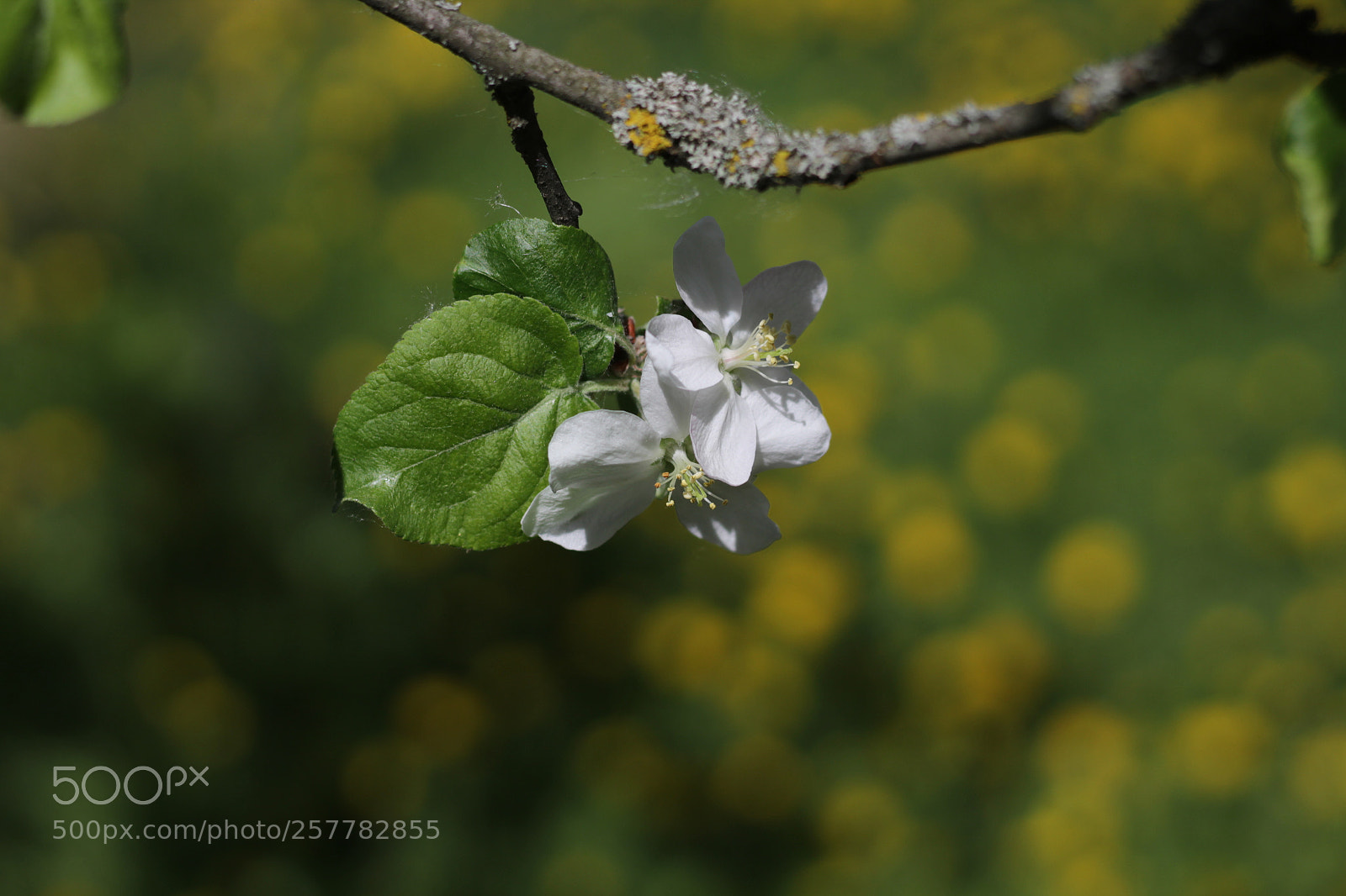 Canon EOS 1200D (EOS Rebel T5 / EOS Kiss X70 / EOS Hi) + Canon EF 50mm F1.8 STM sample photo. Apple branch with flowers photography