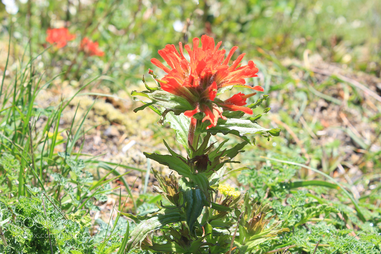Canon EOS 1200D (EOS Rebel T5 / EOS Kiss X70 / EOS Hi) sample photo. Img photography