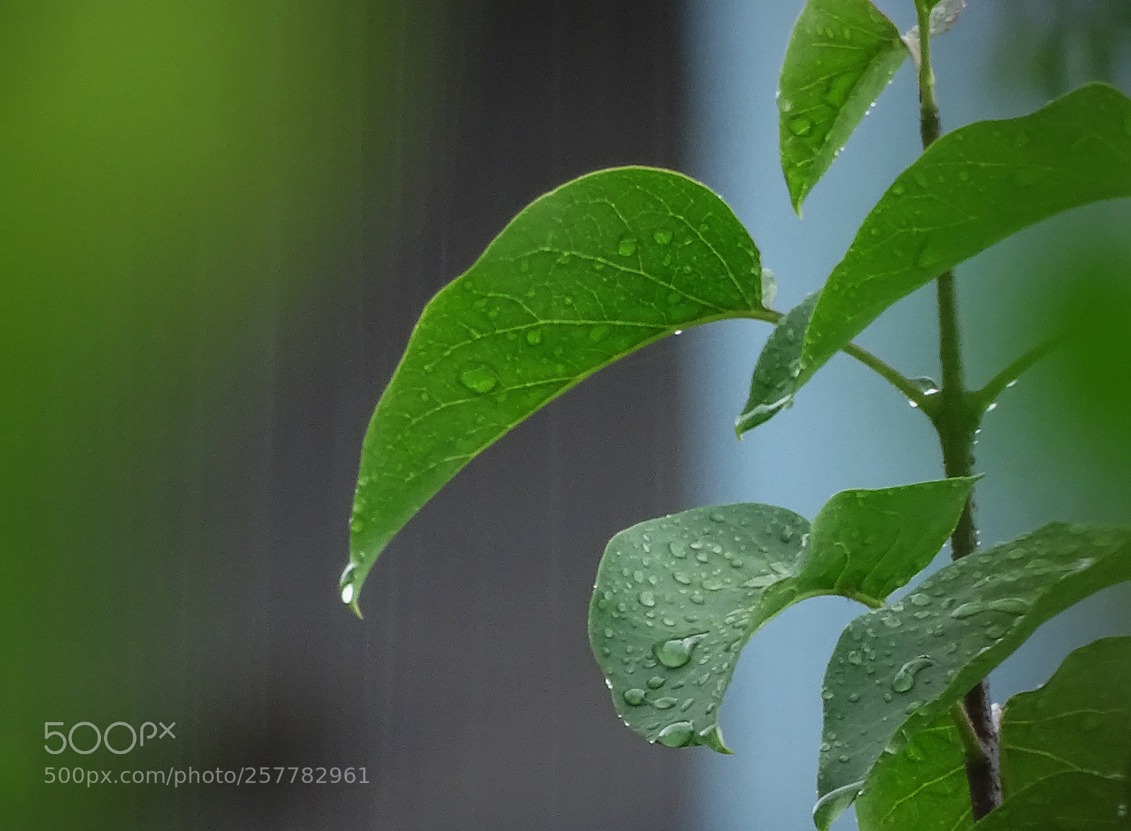 Sony Cyber-shot DSC-HX400V sample photo. Rainy day photography