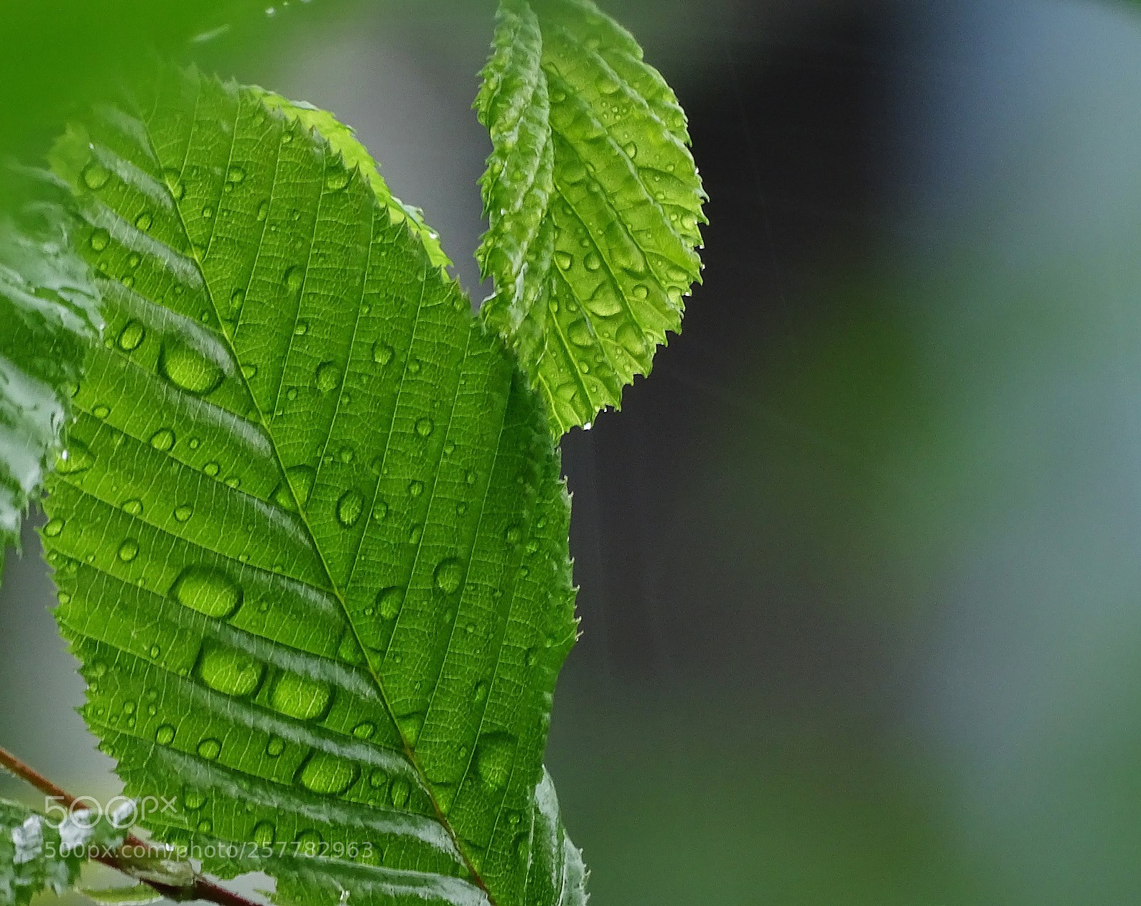 Sony Cyber-shot DSC-HX400V sample photo. Drops on the leaves photography