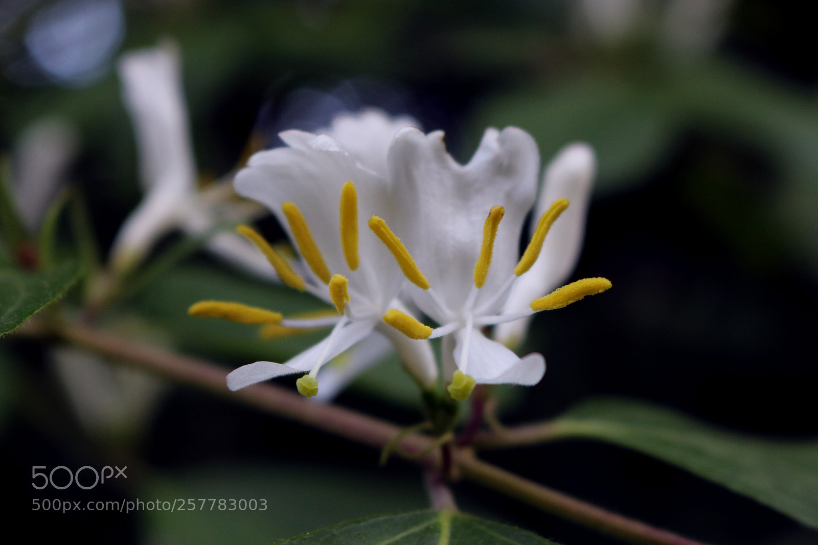 Canon EOS 750D (EOS Rebel T6i / EOS Kiss X8i) sample photo. Lonicera japonica photography
