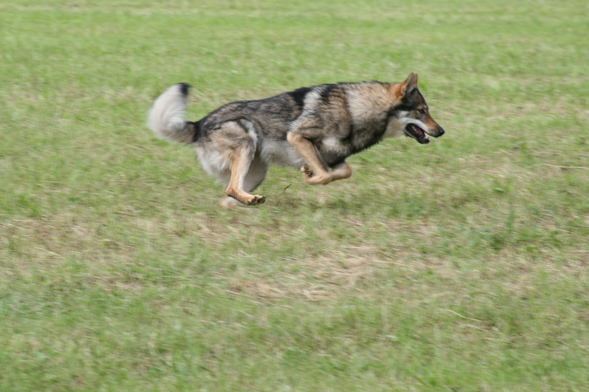 Canon EOS 400D (EOS Digital Rebel XTi / EOS Kiss Digital X) + Canon EF 80-200mm F4.5-5.6 II sample photo. A day at the dog races photography