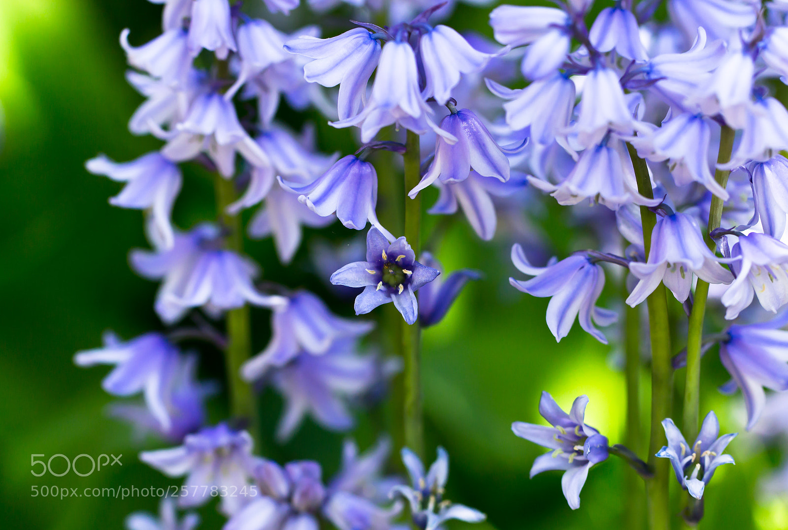 Canon EOS 700D (EOS Rebel T5i / EOS Kiss X7i) sample photo. The bluebell. photography