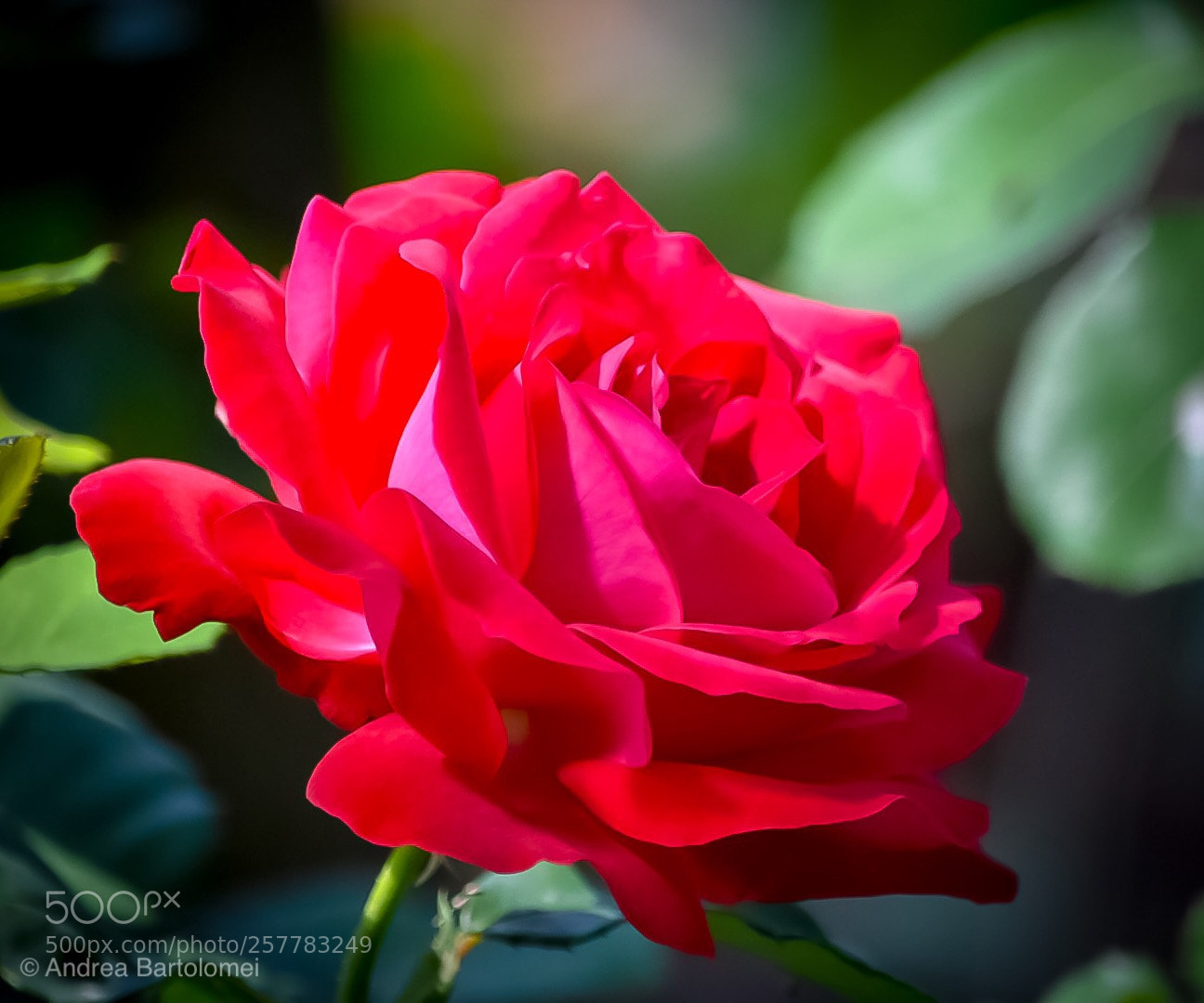 Nikon D7200 sample photo. Rosa rossa photography