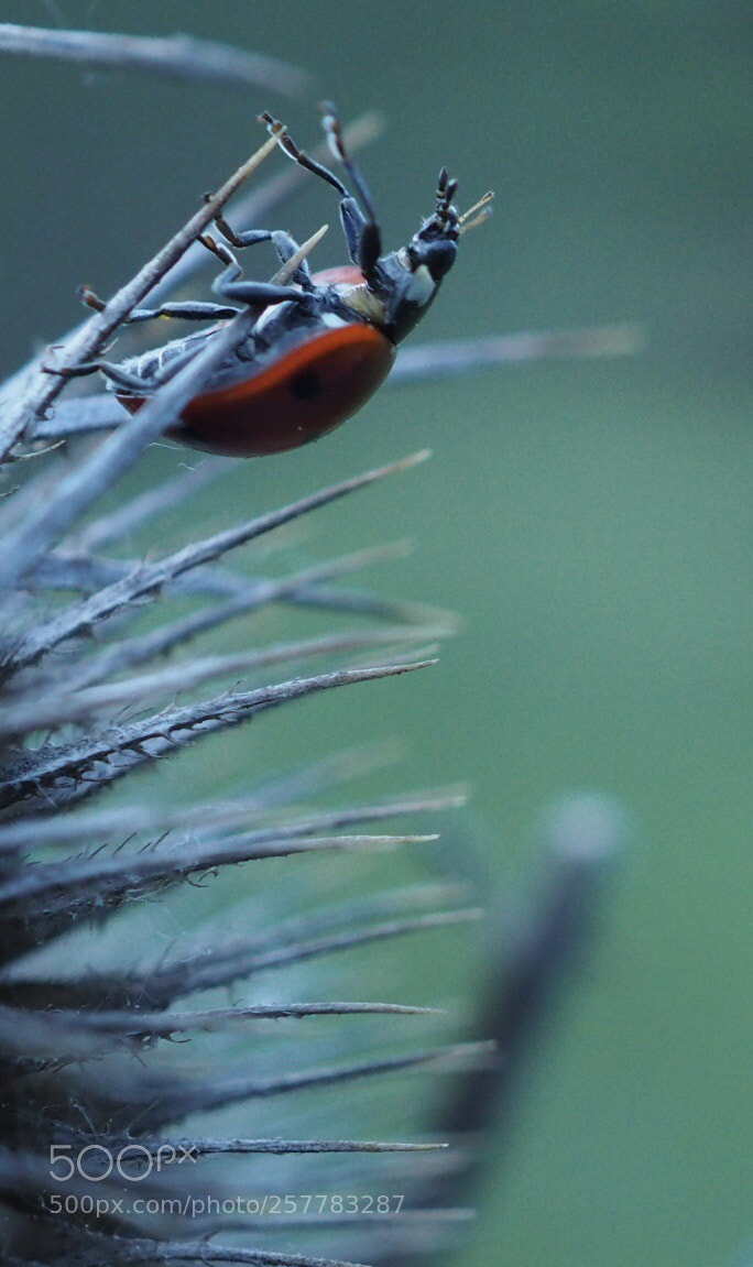 Olympus OM-D E-M10 sample photo. Ladybug  photography
