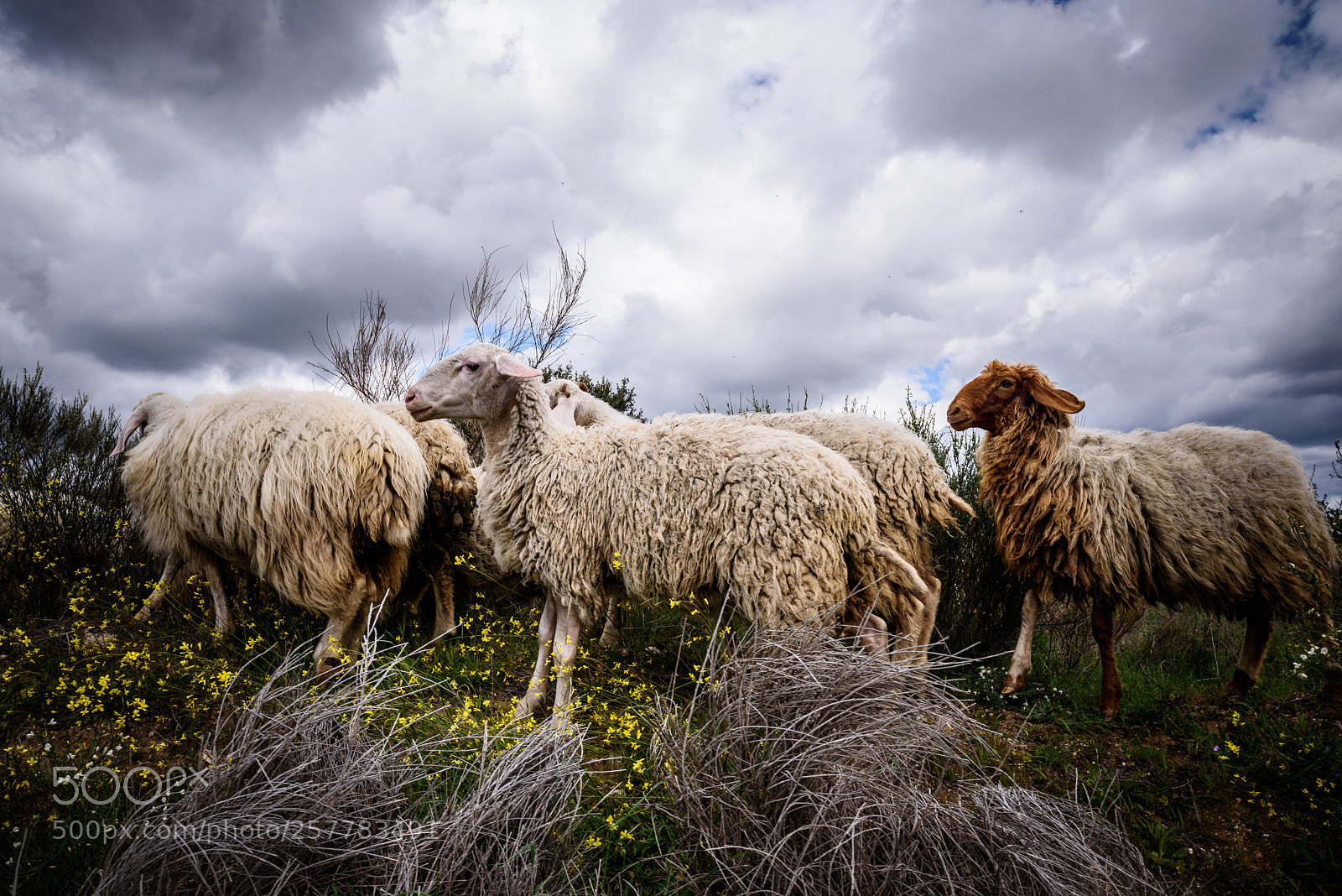 Nikon D750 sample photo. A herd of sheeps photography