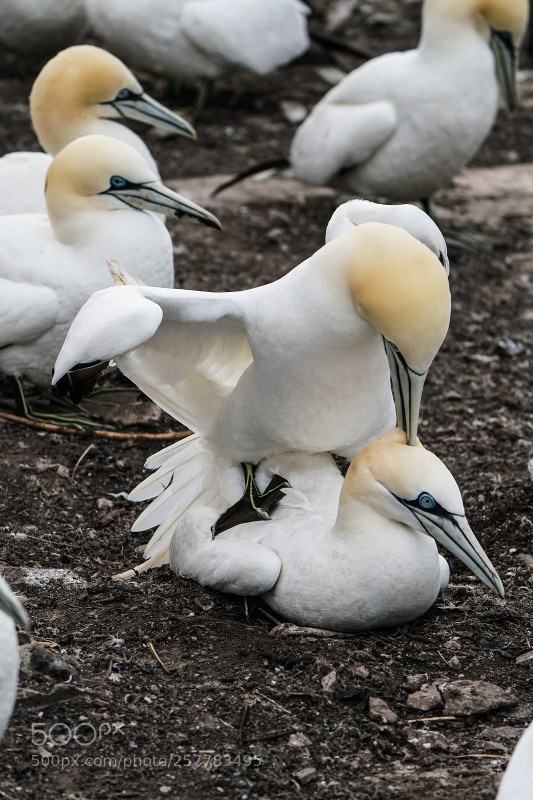 Sony a6500 sample photo. Gannets, jan van gent photography