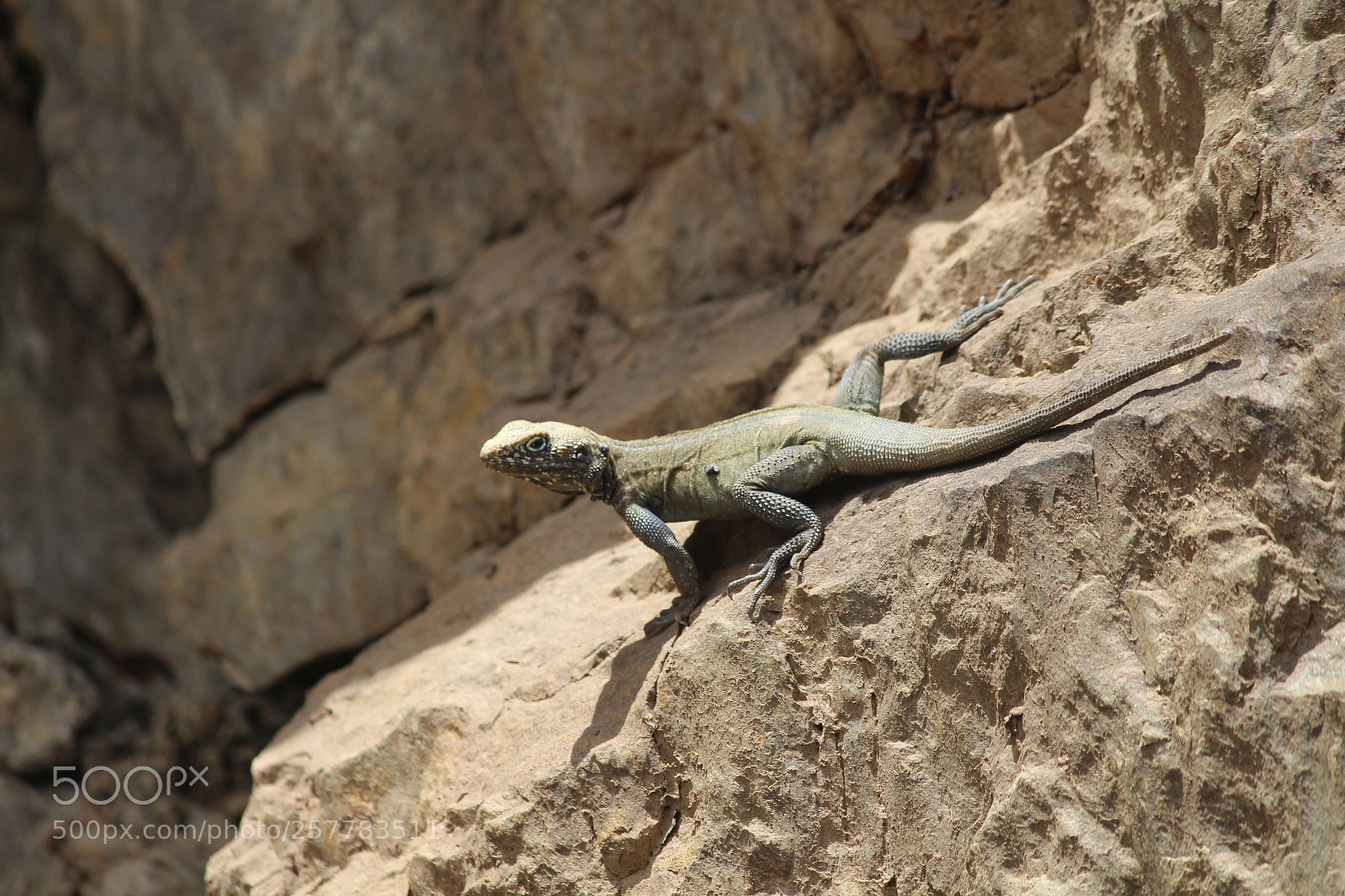 Canon EF-S 55-250mm F4-5.6 IS II sample photo. Freaky lizard photography