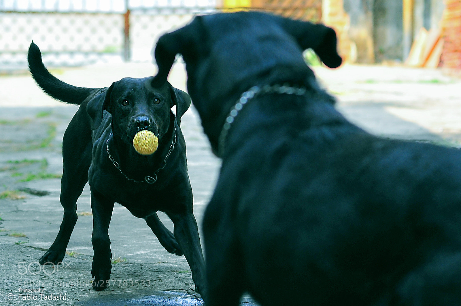 Nikon D700 sample photo. Untitled photography