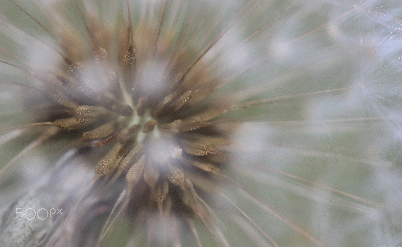 Canon EF-S 60mm F2.8 Macro USM sample photo. The explosion photography