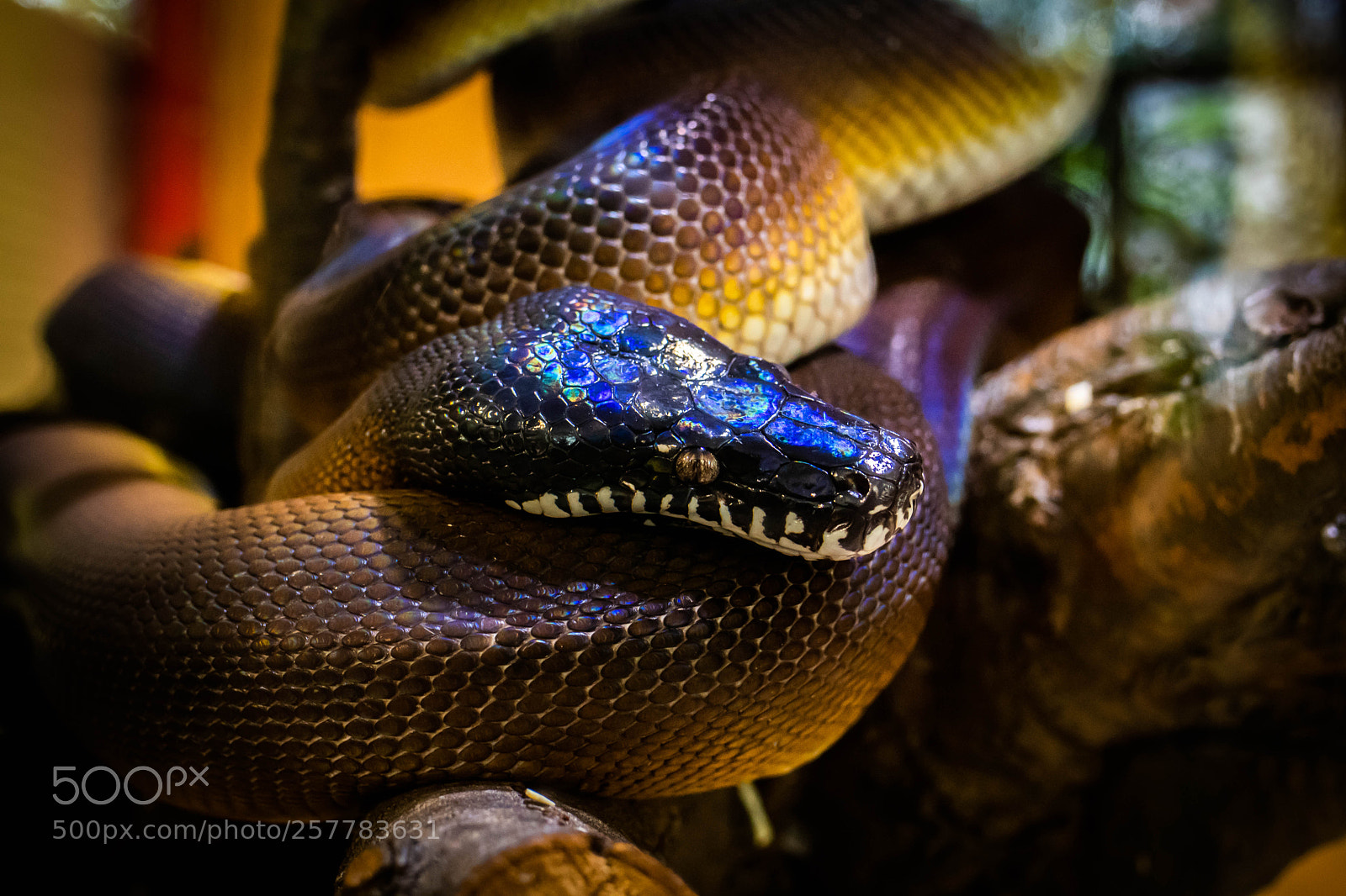 Nikon D7500 sample photo. White lipped python photography