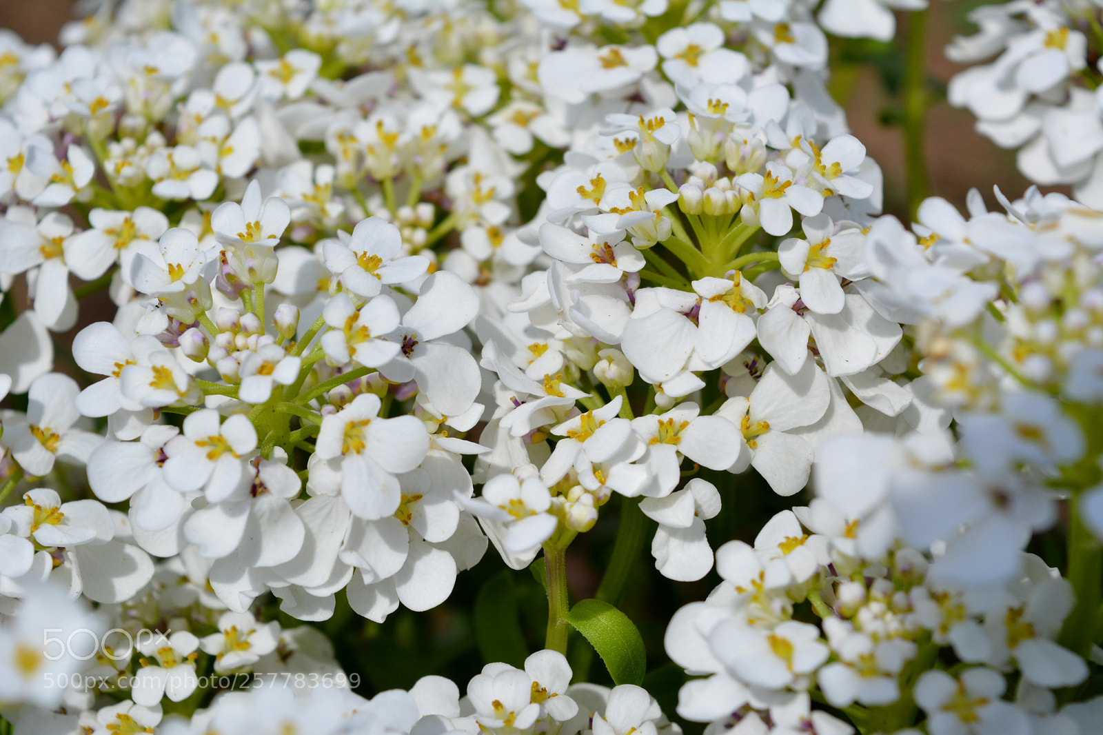 Nikon D5200 sample photo. White flower photography