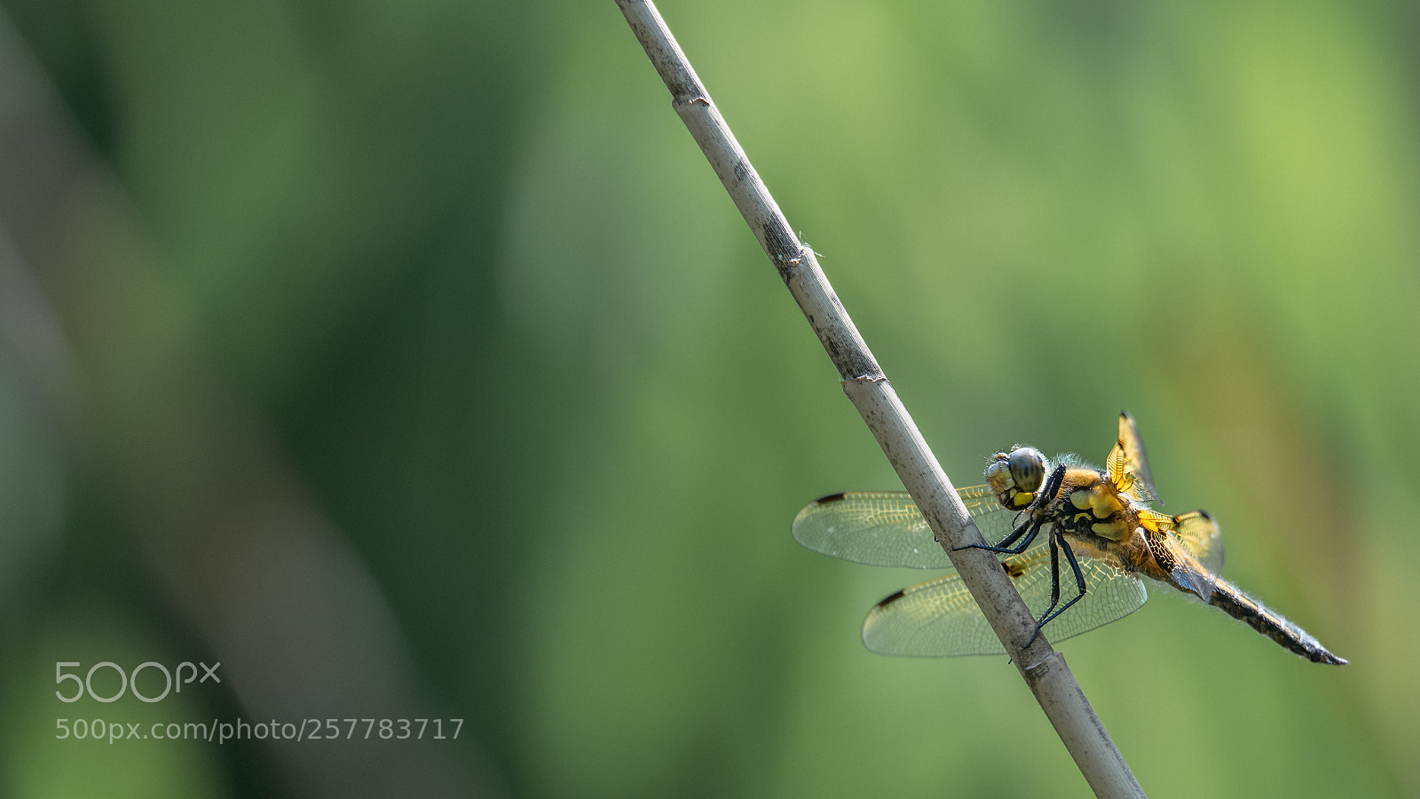 Nikon D850 sample photo. Dragonfly photography