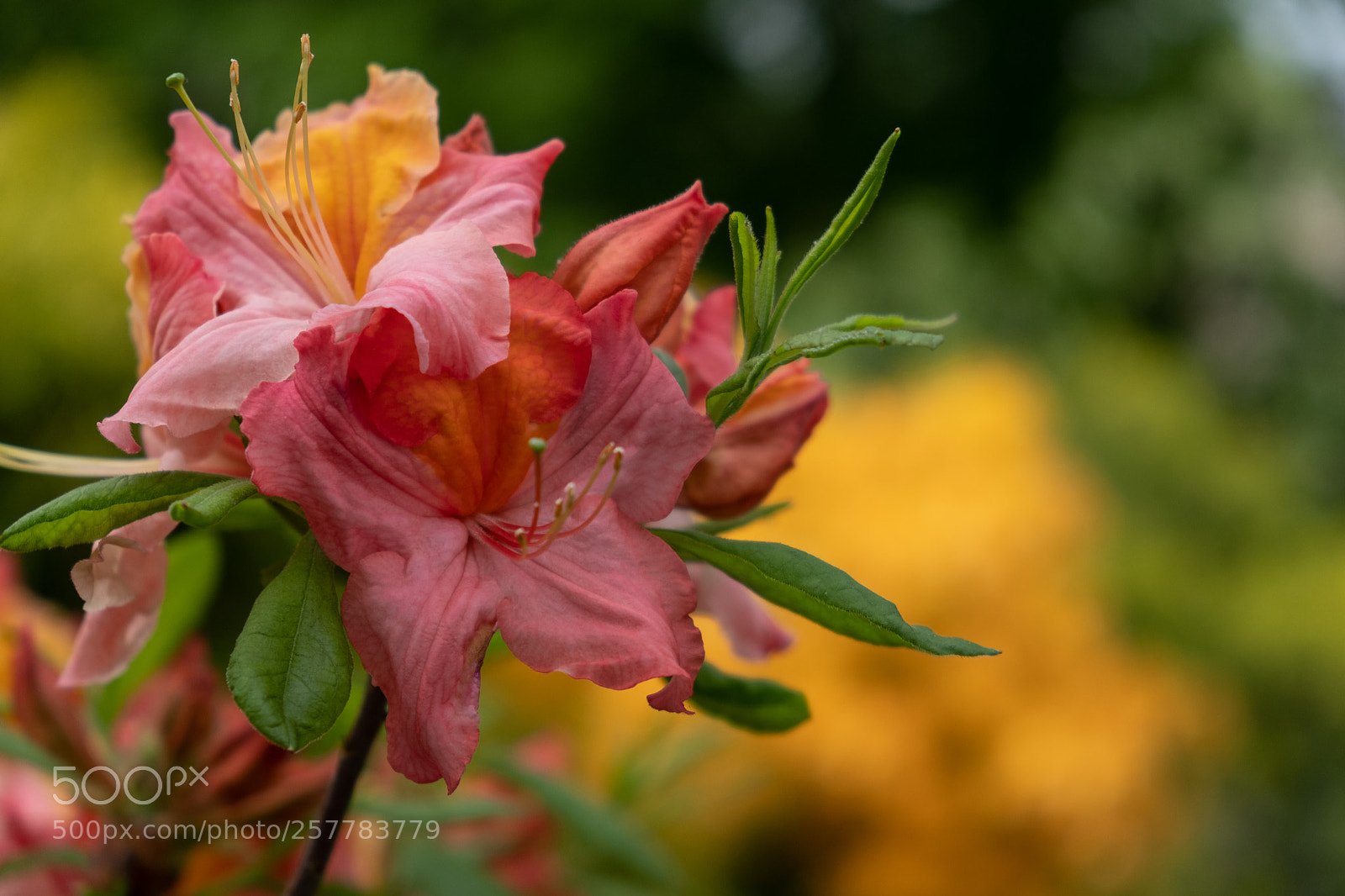 Fujifilm X-T20 sample photo. Obligatory bloom photography