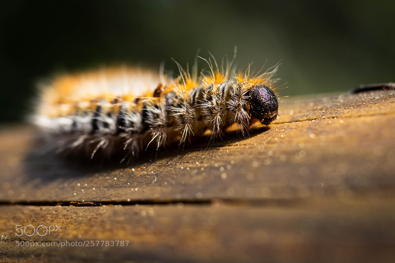 Nikon D7500 sample photo. Caterpillar photography