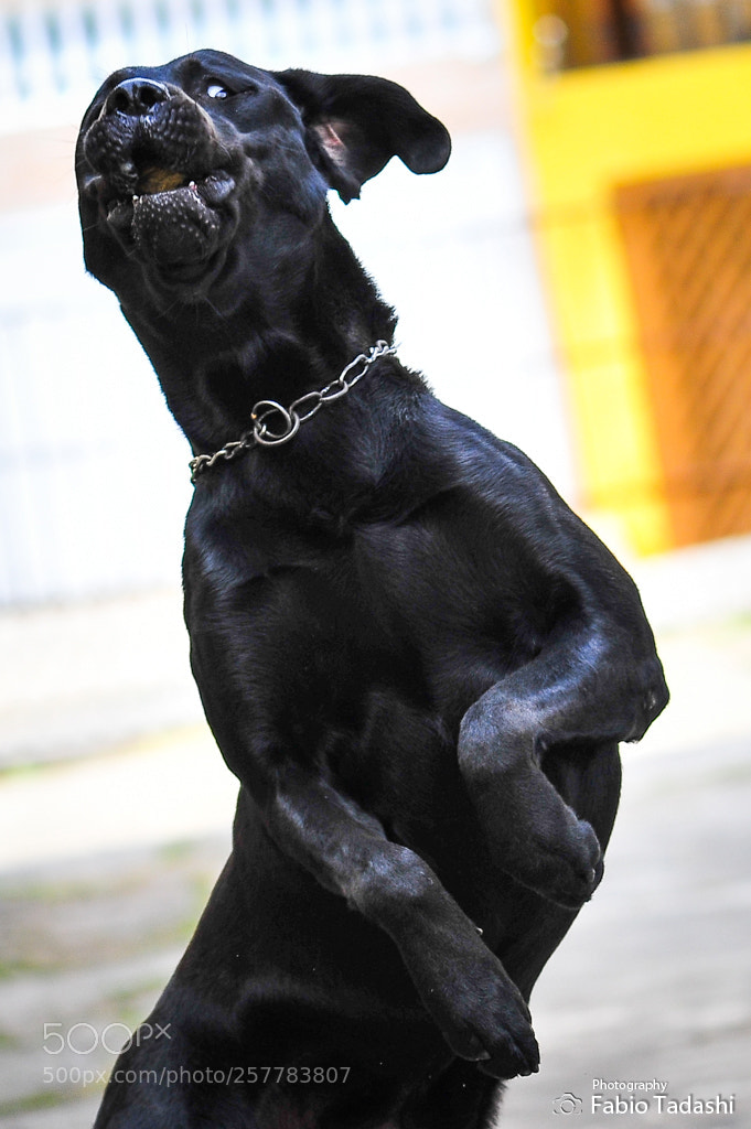 Nikon D700 sample photo. Untitled photography