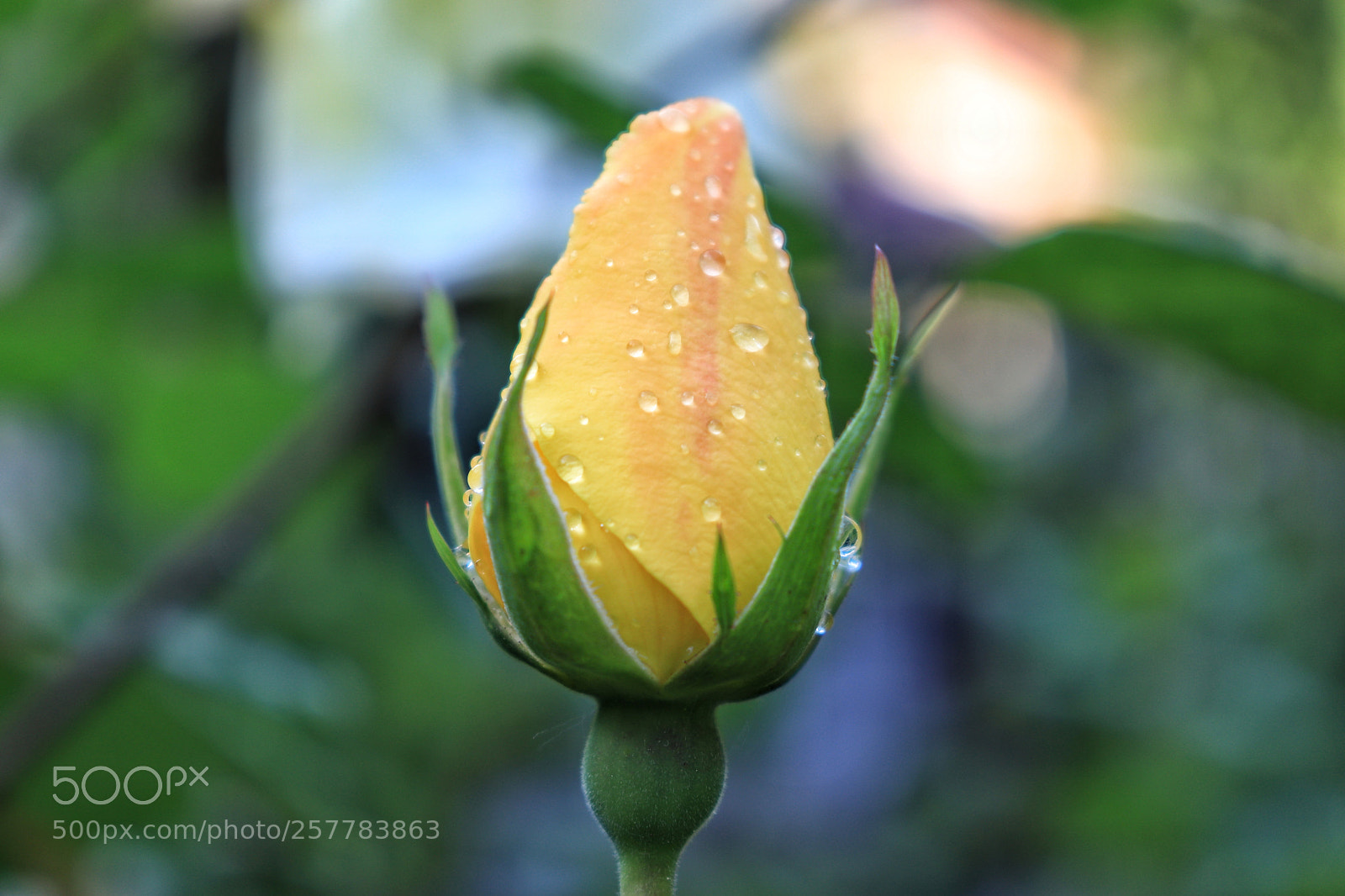 Canon EOS 77D (EOS 9000D / EOS 770D) sample photo. Rose after the rain photography