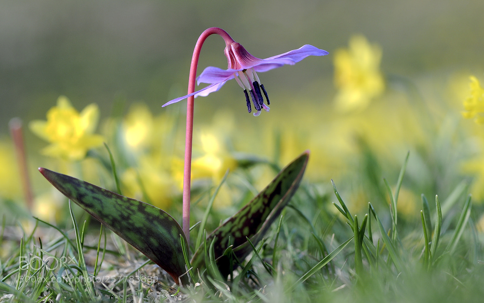 Nikon D300S sample photo. Erythronium dens-canis photography