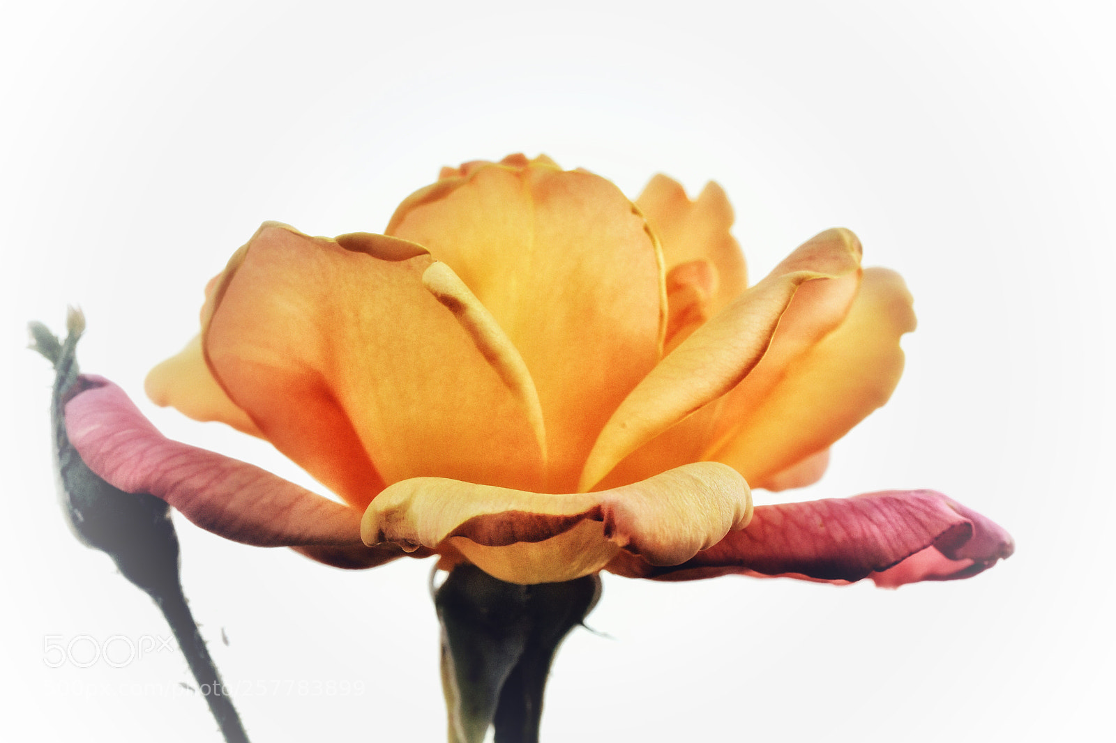 Nikon D850 sample photo. Rose of spring photography