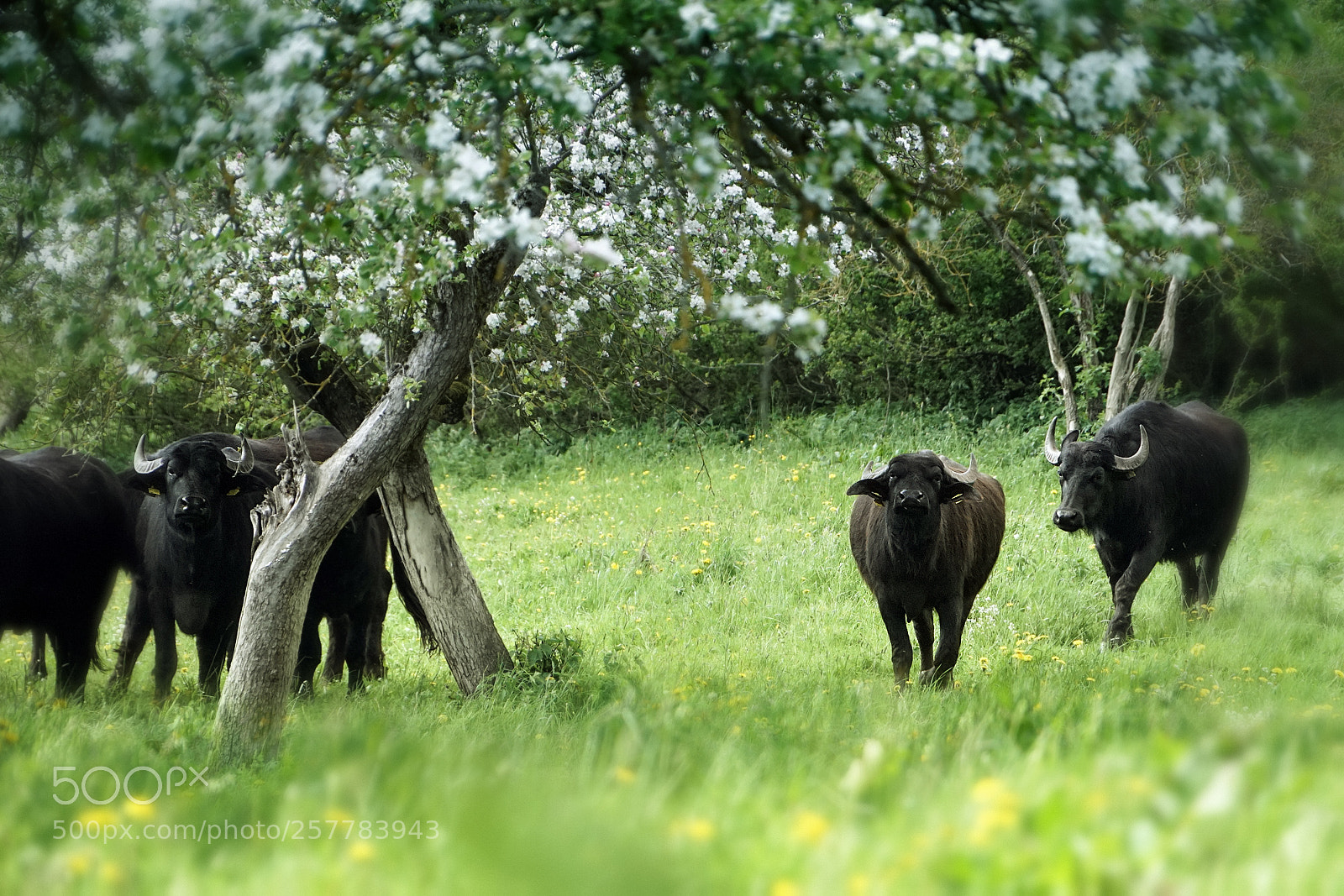 Sony a7R II sample photo. Water buffalos photography