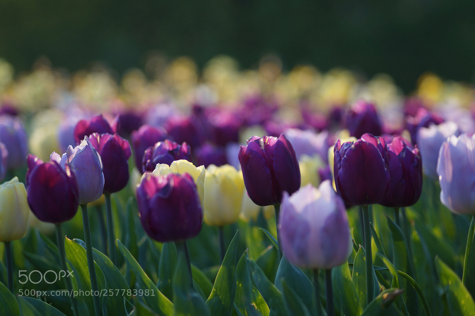 Sony SLT-A58 sample photo. Tulpen ?  photography