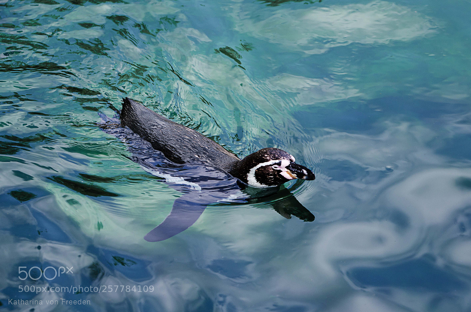 Nikon D5100 sample photo. Penguin i photography