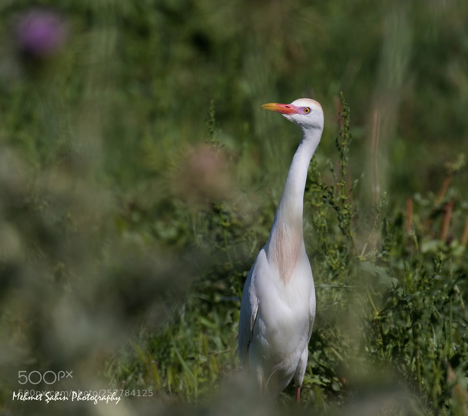 Canon EOS 7D Mark II sample photo. S r bal k photography