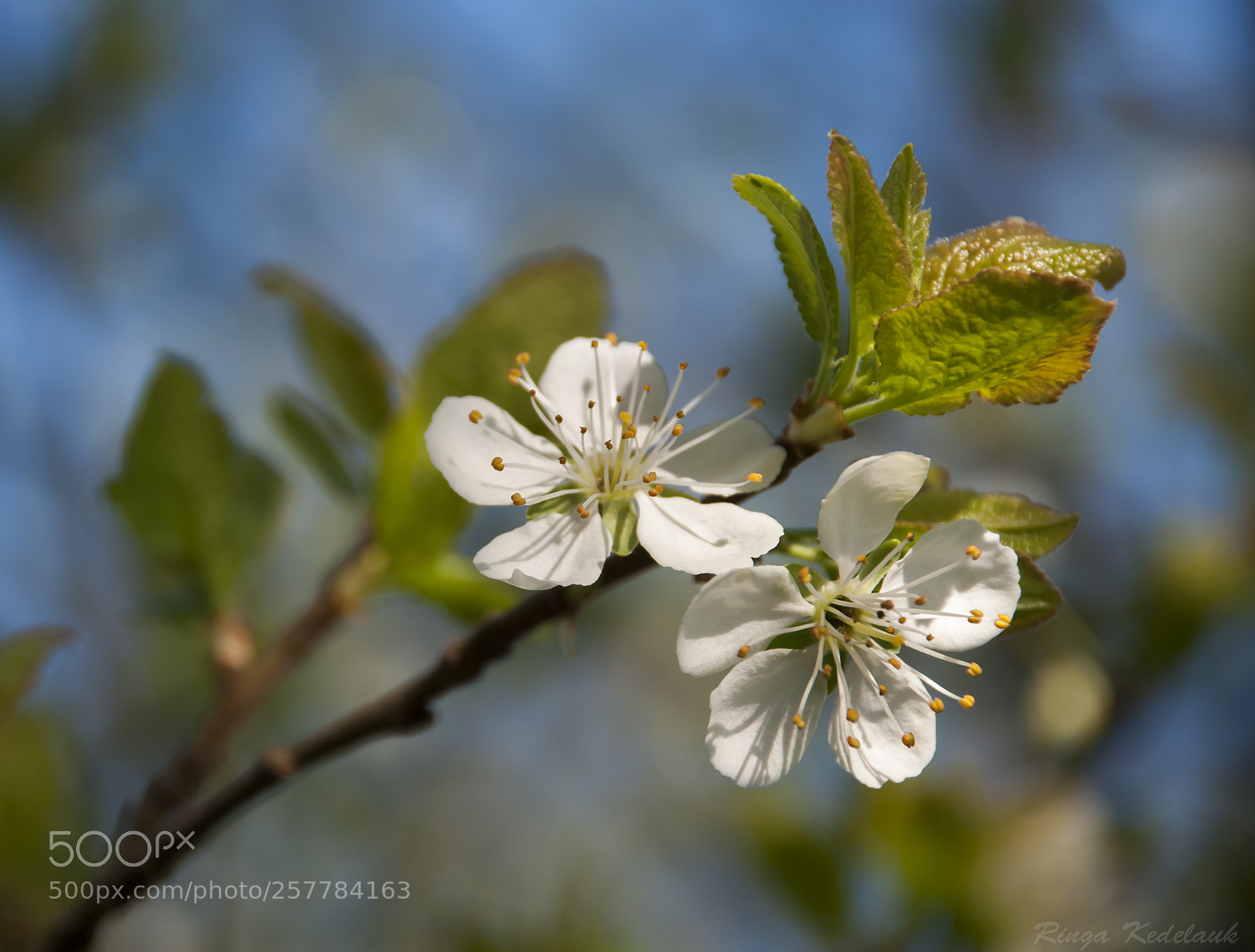 Nikon D80 sample photo. Damson plum blossom photography