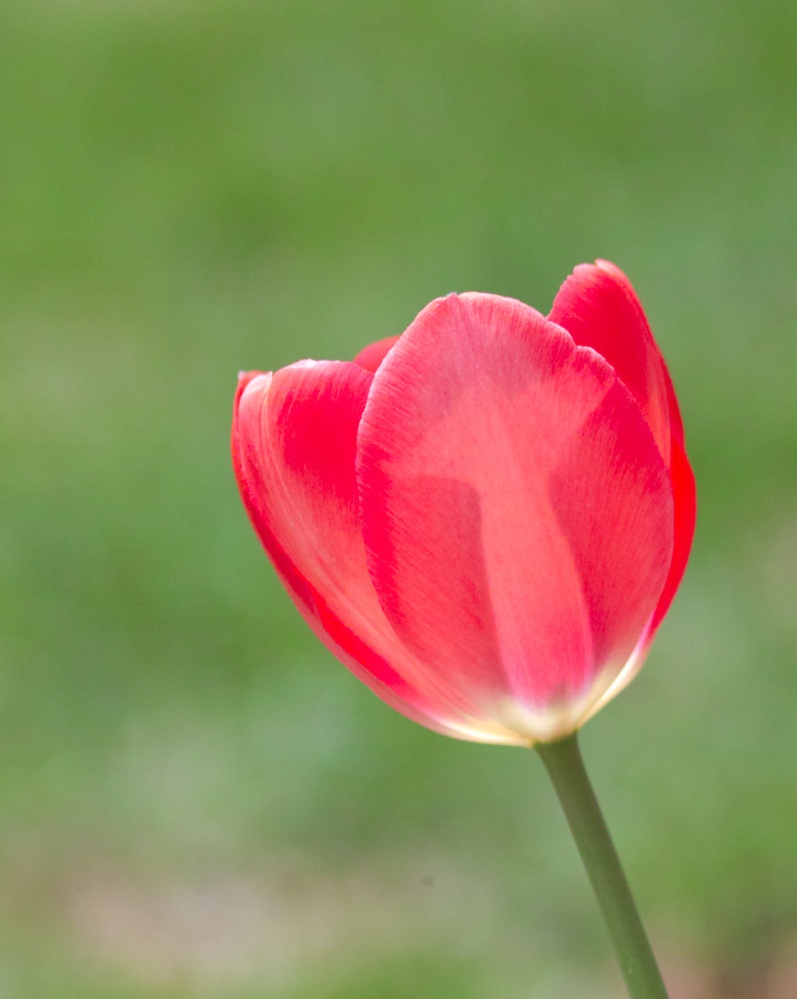 Sigma sd Quattro H sample photo. Tulip photography