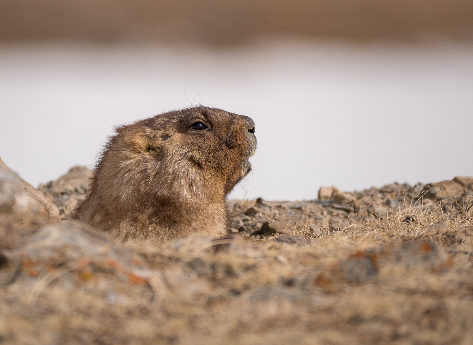 Panasonic Lumix DMC-G85 (Lumix DMC-G80) sample photo. Marmot photography