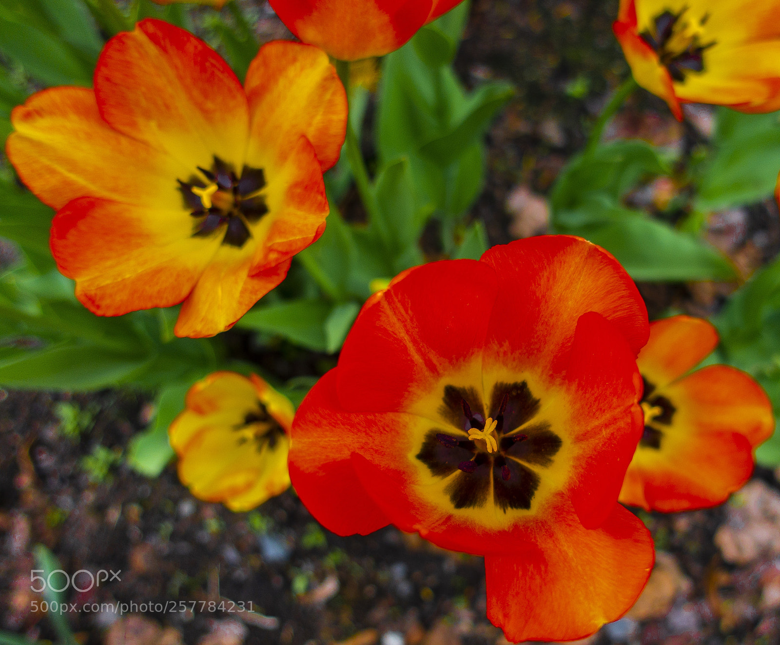 Sony DSC-RX100M5 sample photo. Tulip in botanical garden photography