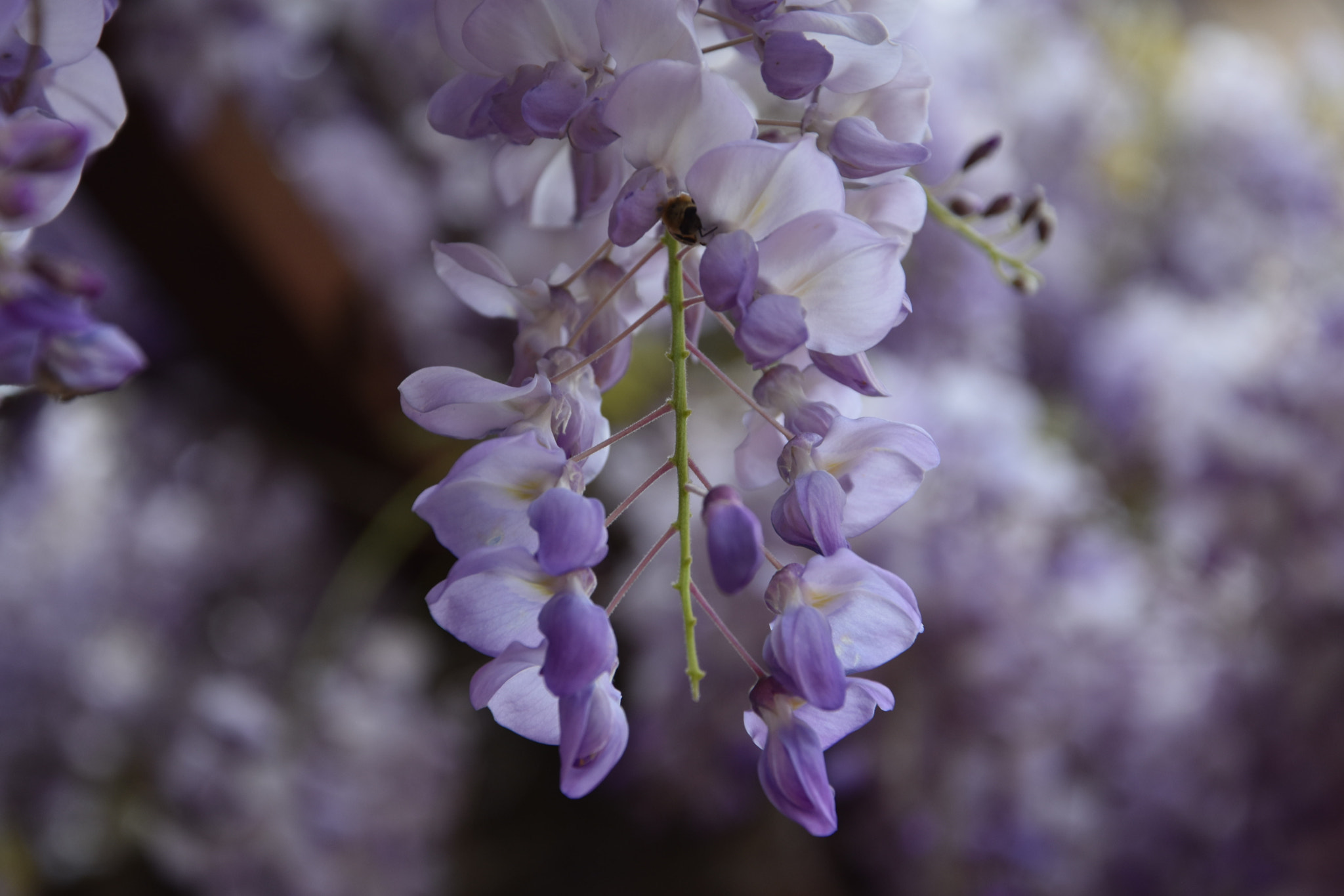 Nikon D3400 sample photo. Wisteria sinensis photography
