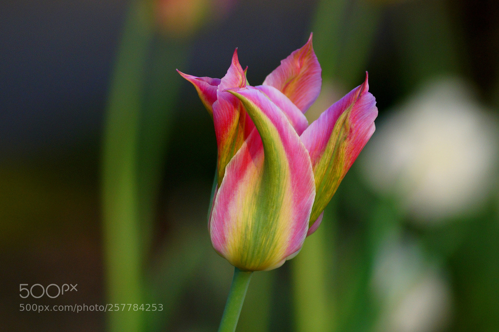 Sony SLT-A58 sample photo. Tulpe photography