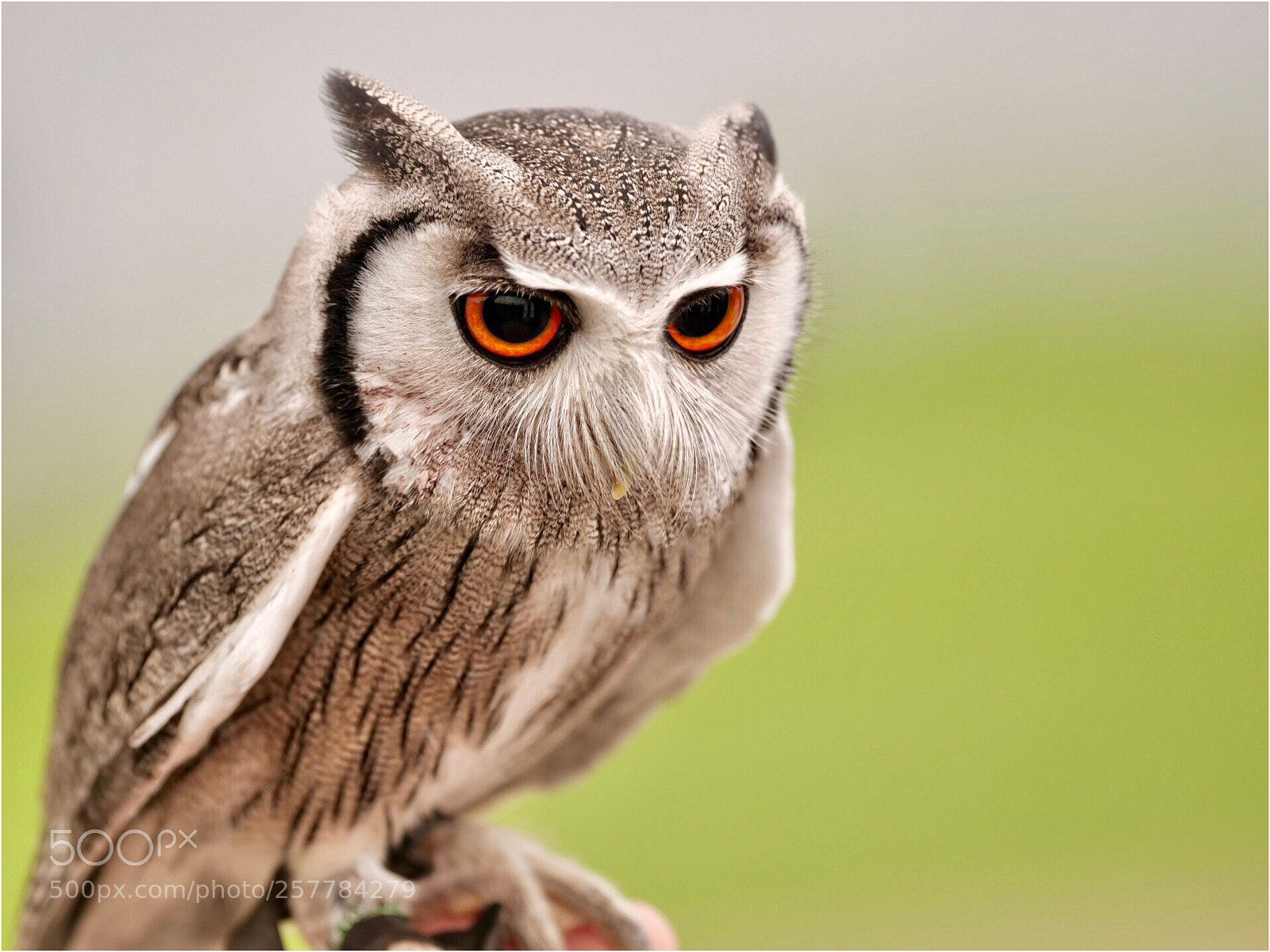 Panasonic Lumix DC-G9 sample photo. Southern white-faced owl photography