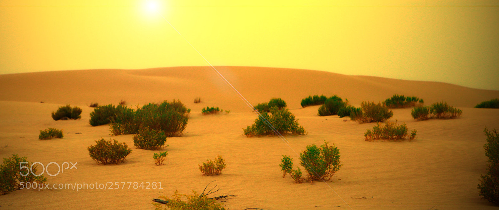 Canon EOS 5D Mark II sample photo. A desert sunset  photography
