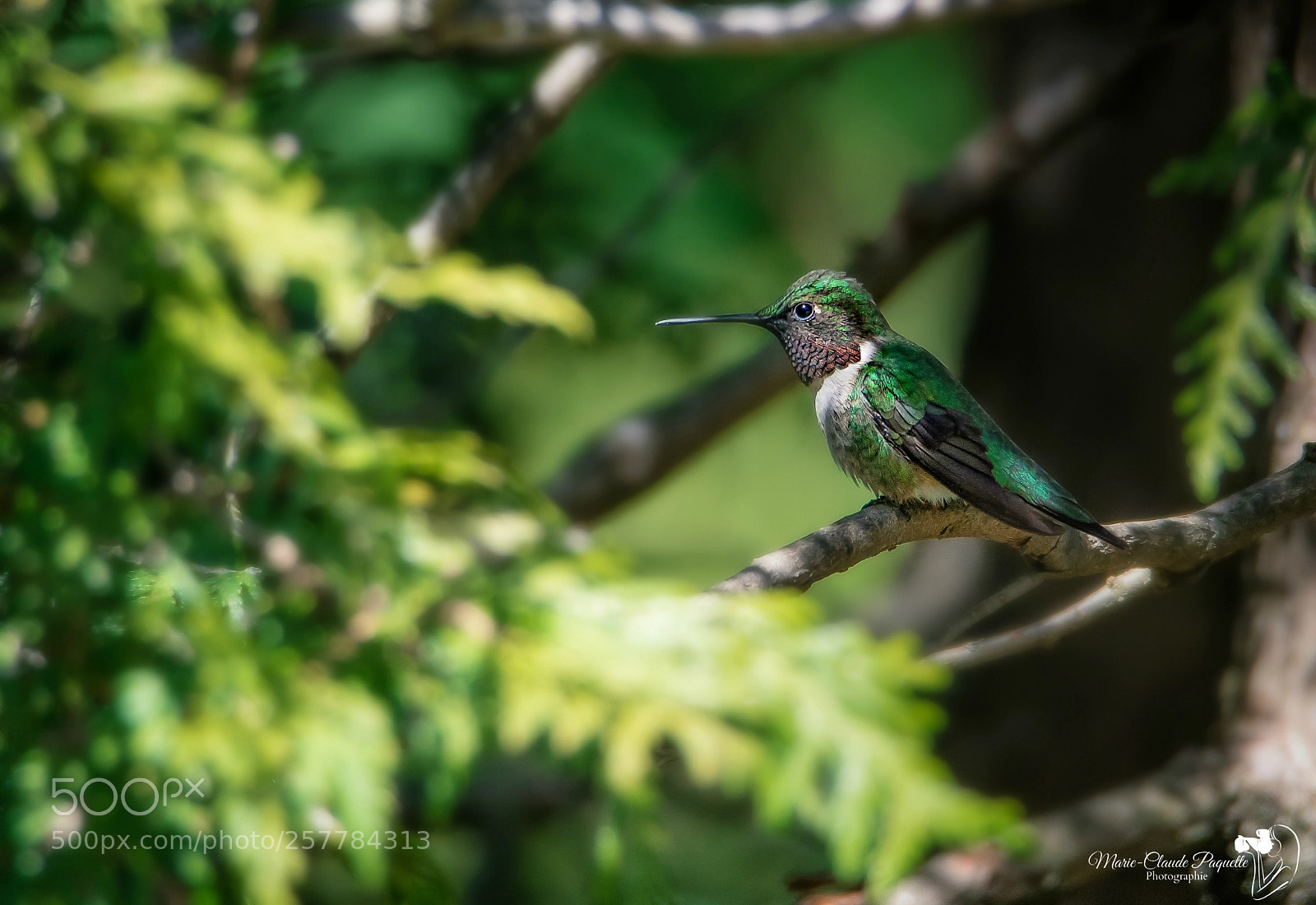 Nikon D500 sample photo. Colibri photography