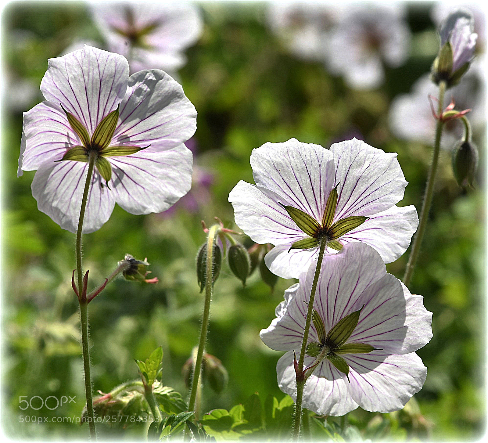Nikon D810 sample photo. "backside" photography