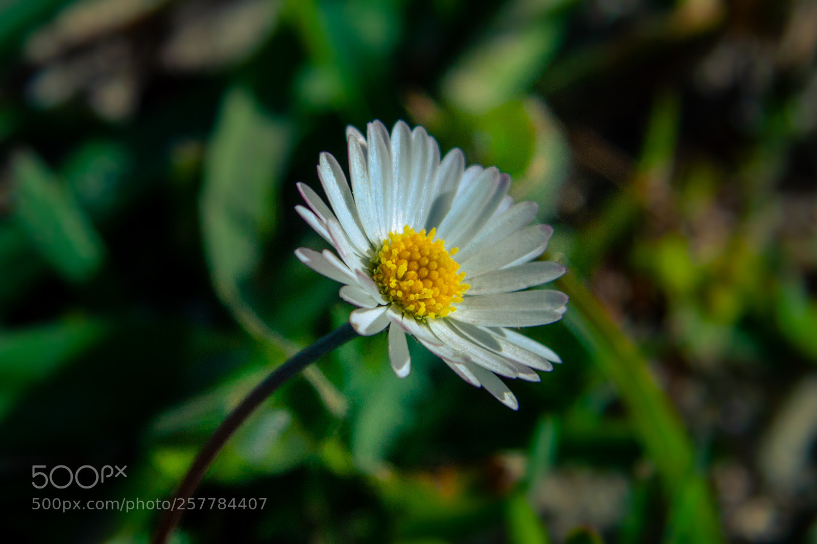 Canon EOS 50D sample photo. Daisy photography
