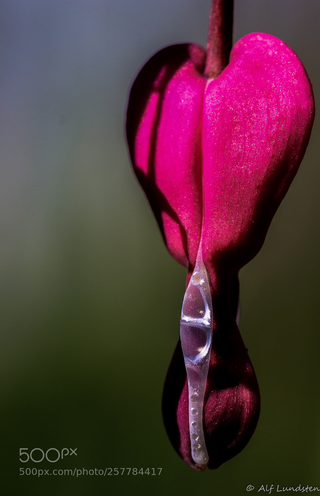 Canon EOS 80D sample photo. Tasty like a raindrop photography