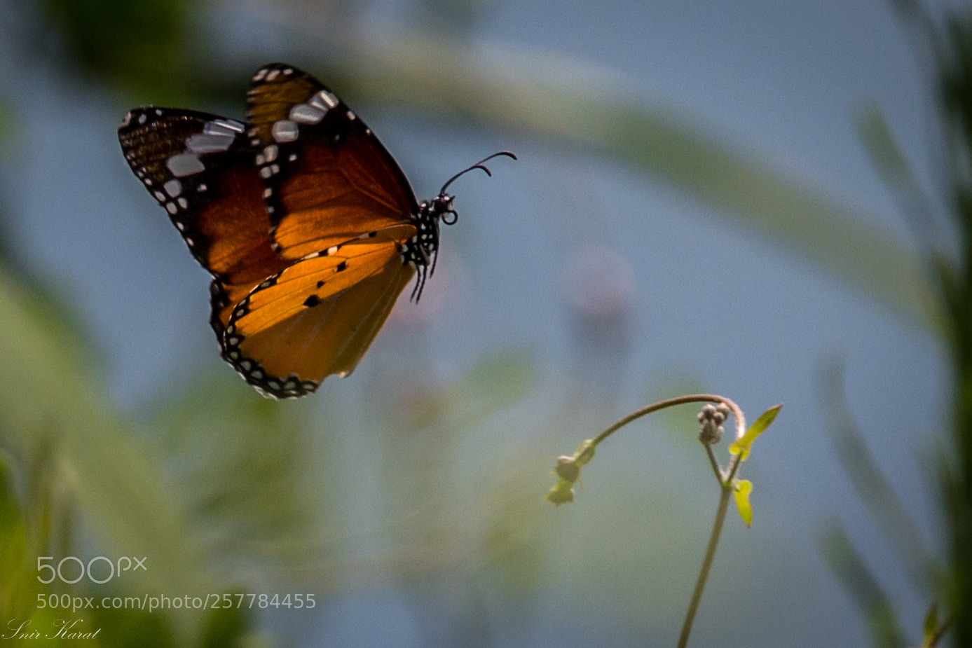 Canon EOS 6D sample photo. Monarch butterfly jumping photography