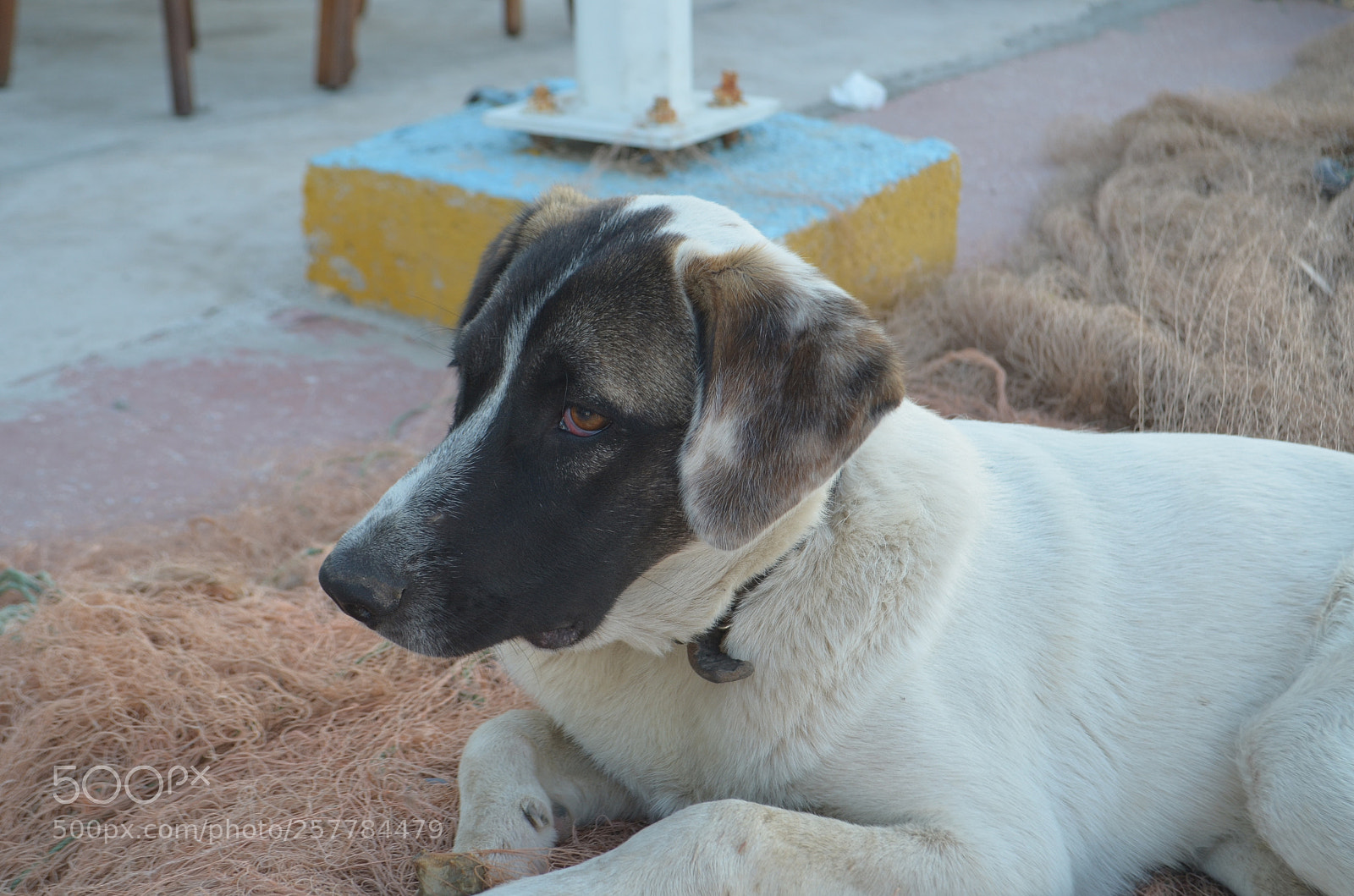 Nikon D5100 sample photo. Eyes of love. photography