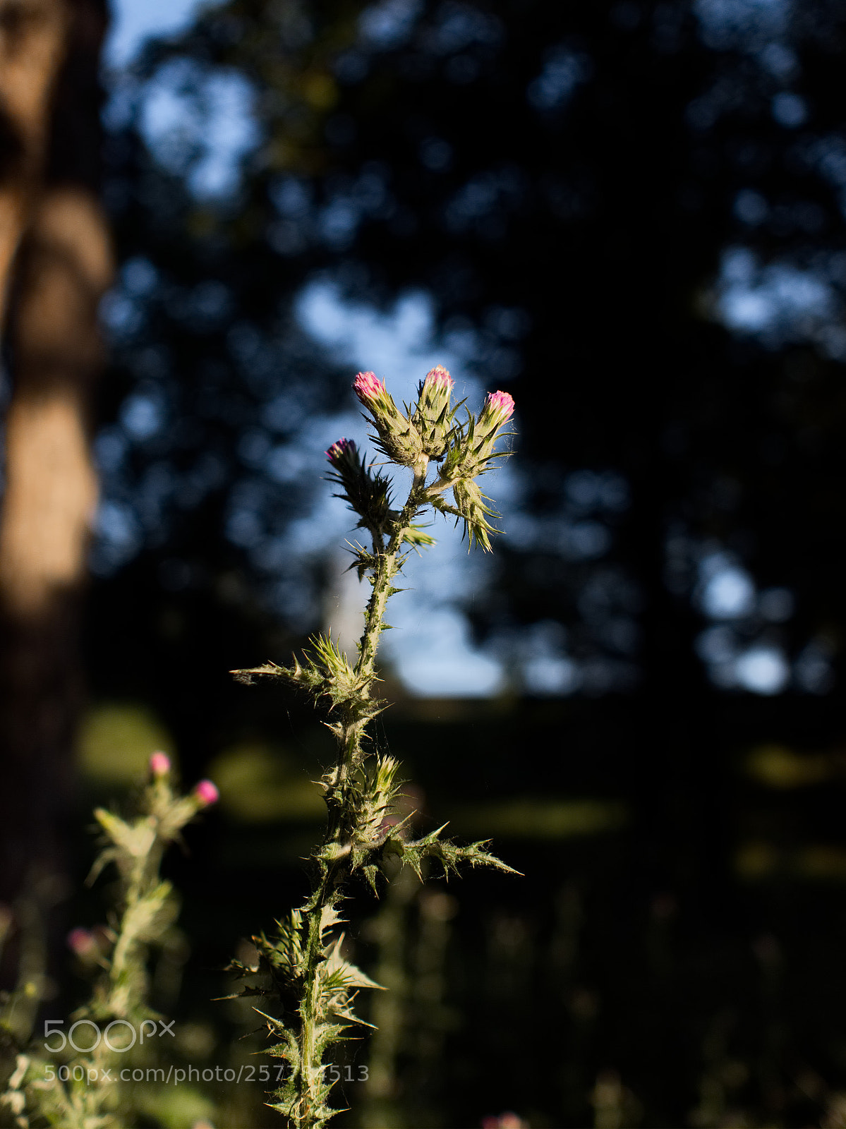 Panasonic Lumix DC-GH5 sample photo. Le printemps dans les photography