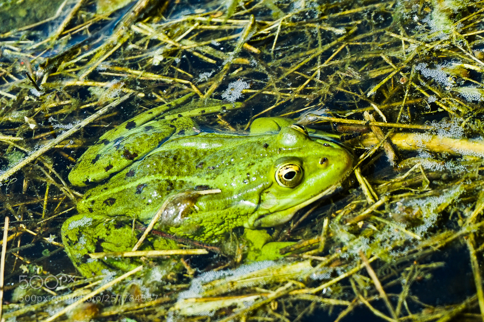 Sony Alpha a5000 (ILCE 5000) sample photo. Princess frog photography