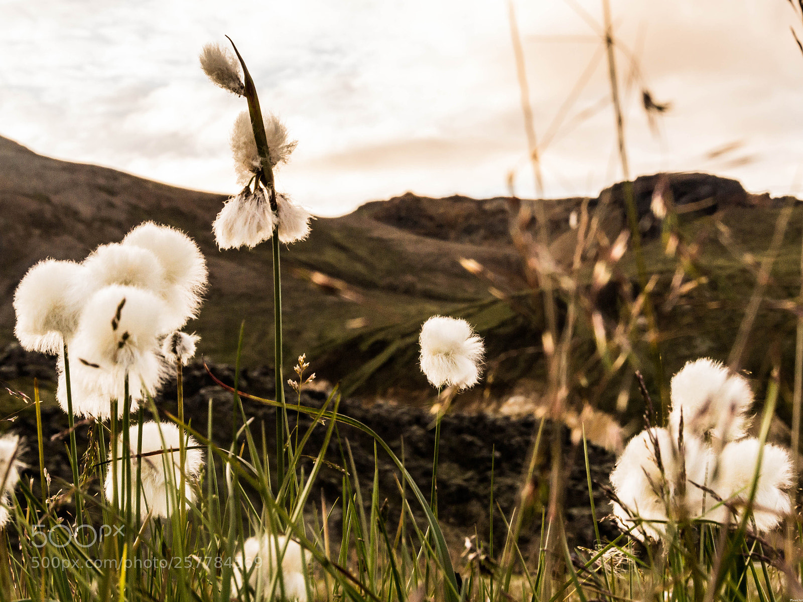 Sony SLT-A58 sample photo. Linaigrette de scheuchzer photography