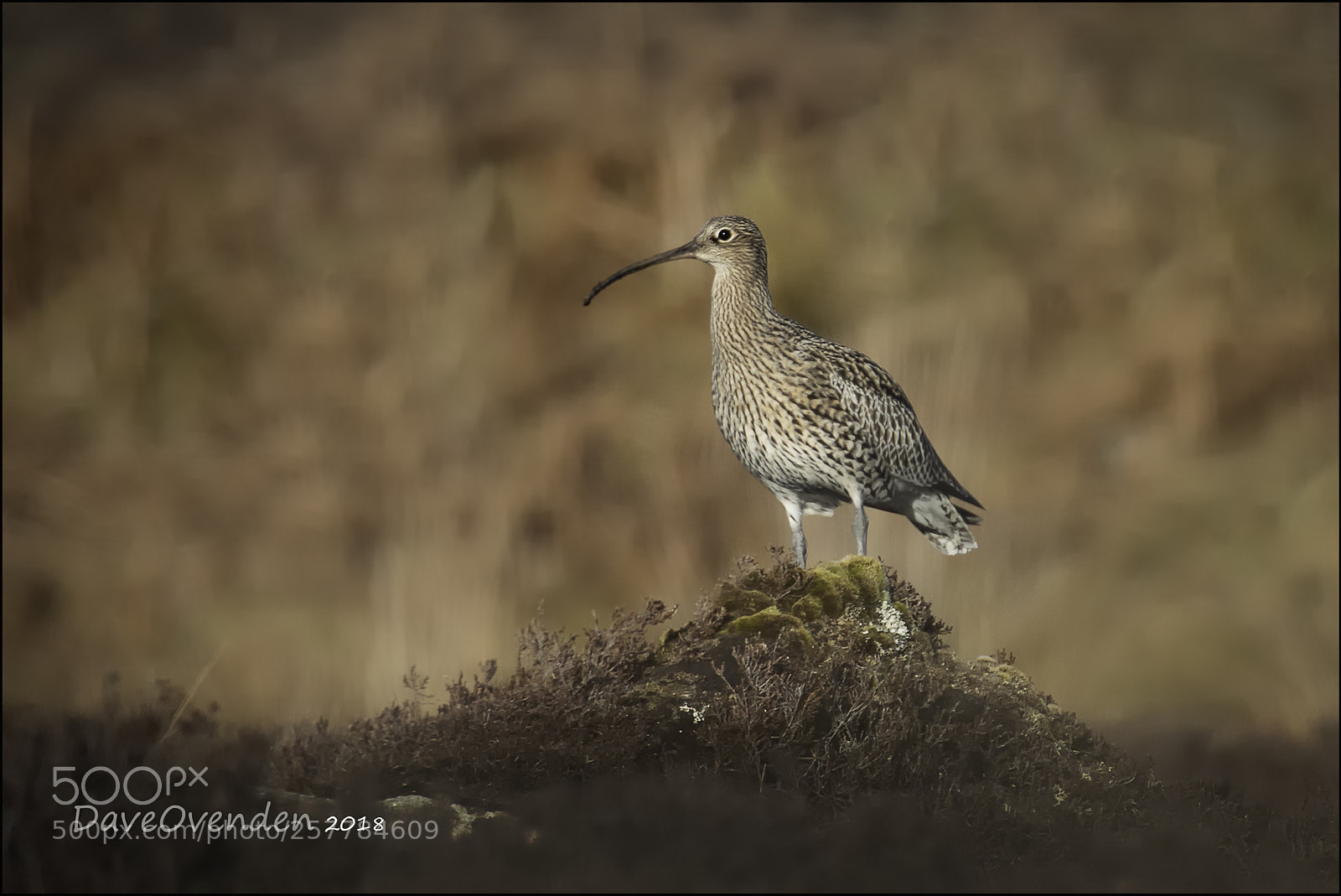 Canon EOS-1D X Mark II sample photo. Curlew photography