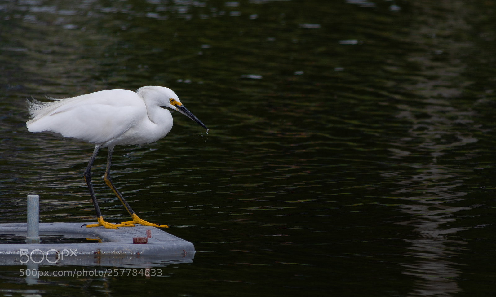 Nikon D7200 sample photo. Ardea alba photography