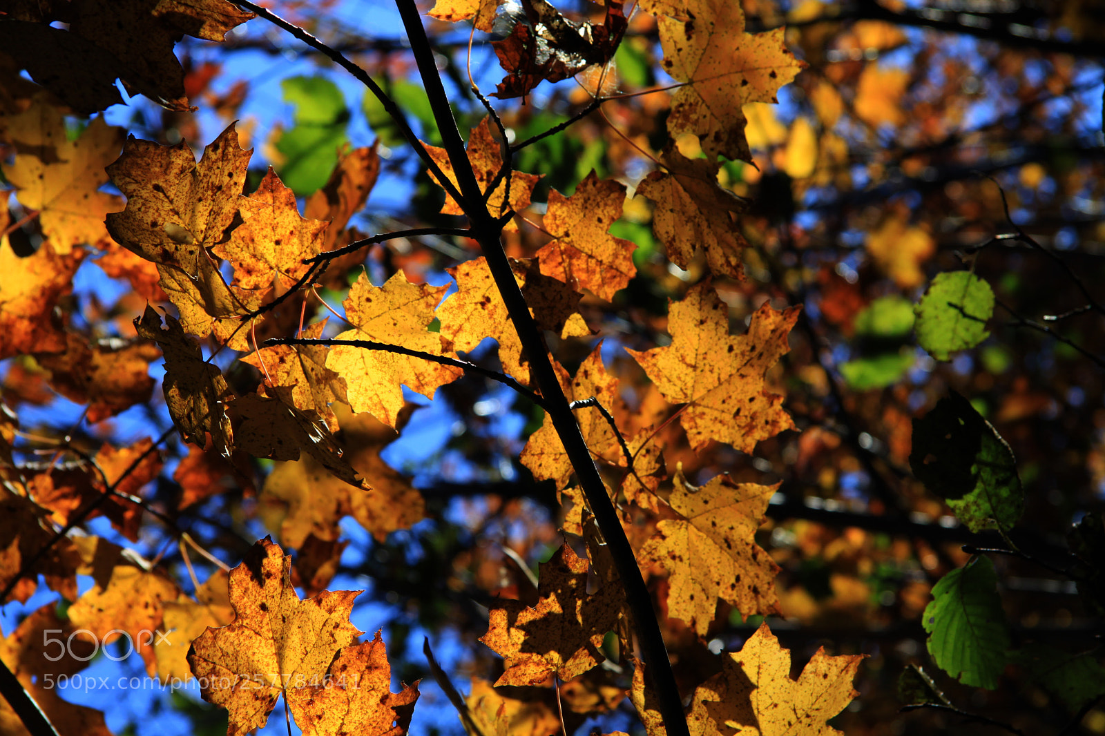 Canon EOS 50D sample photo. Untitled photography