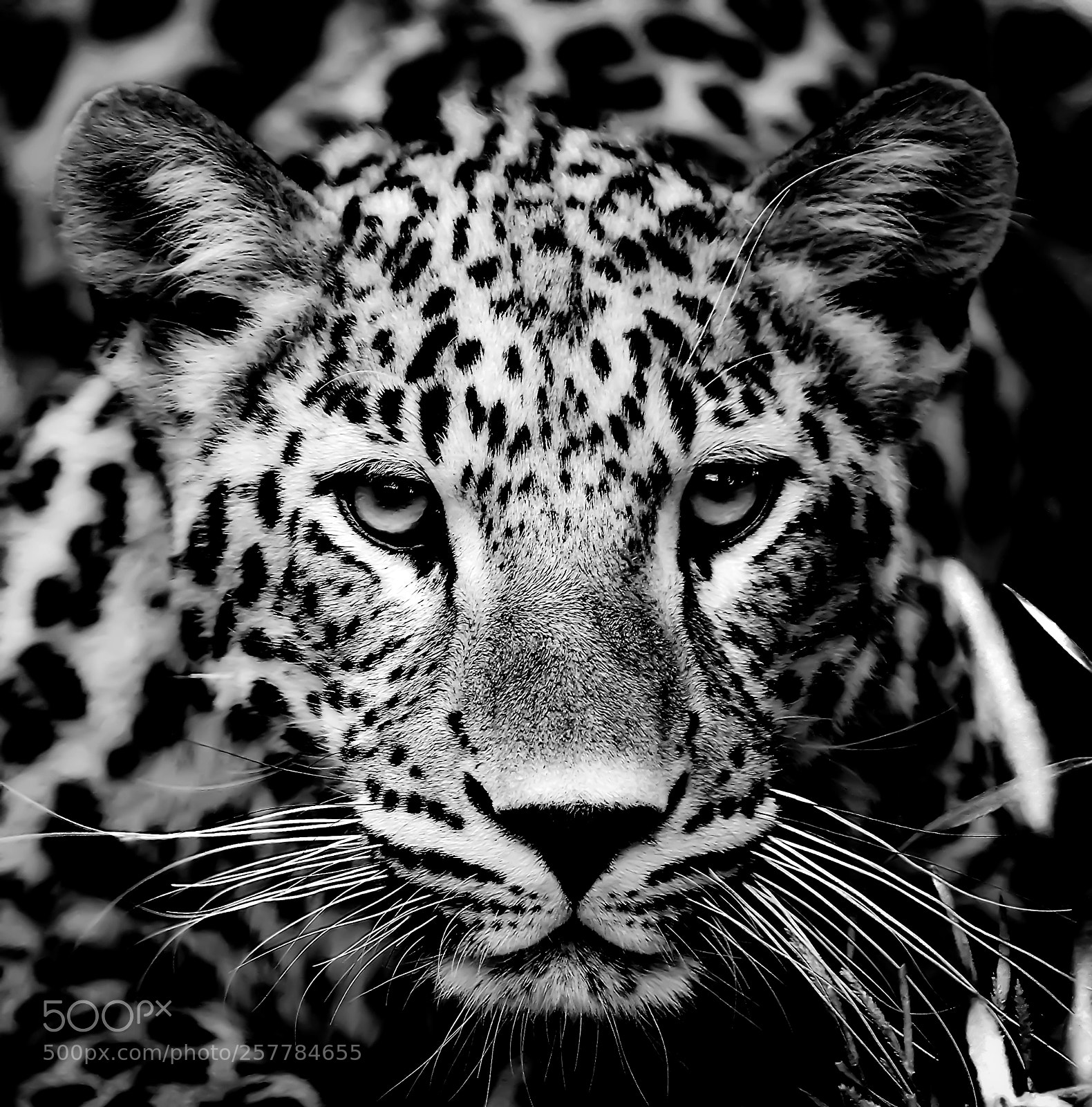 Nikon D800 sample photo. Persian leopard cub photography